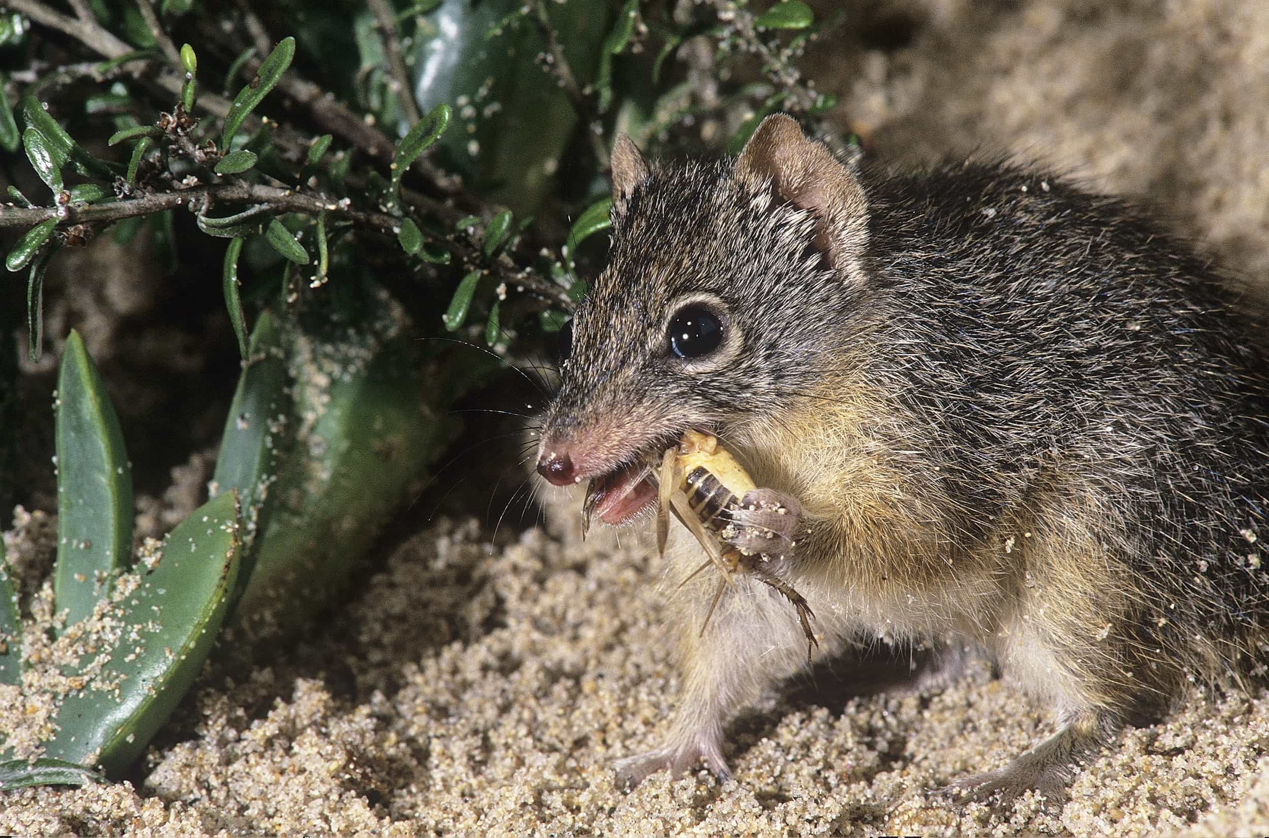Wallpaper #dx2vLJMBlOZrFDOkYst5100 Meet the Dibbler One of the Worlds Rarest Mammals