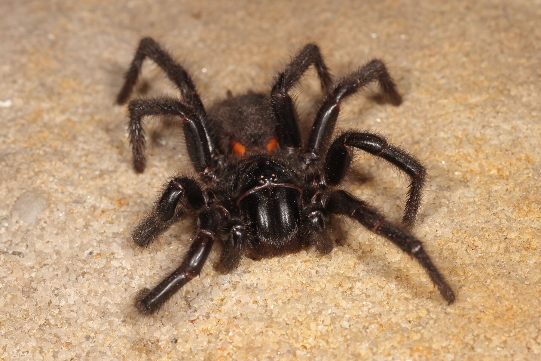 Wallpaper #82dGAZMBSpphPi3-KqlJ29 Worlds Deadliest Spider the Funnel Web Australian Geographic