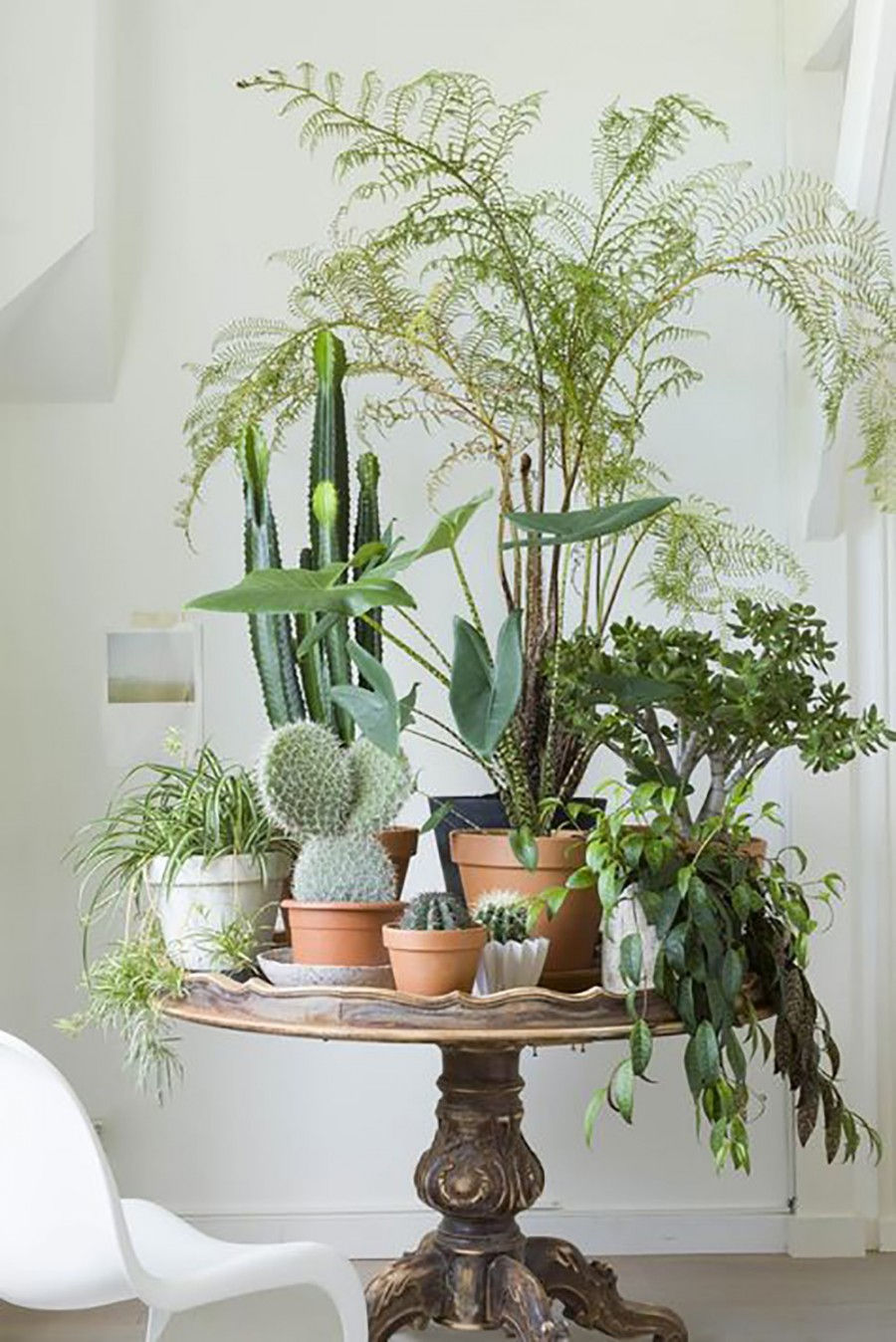 Wallpaper #b5610 30 Pretty House Plants Ideas for Living Room Decoration Living Room