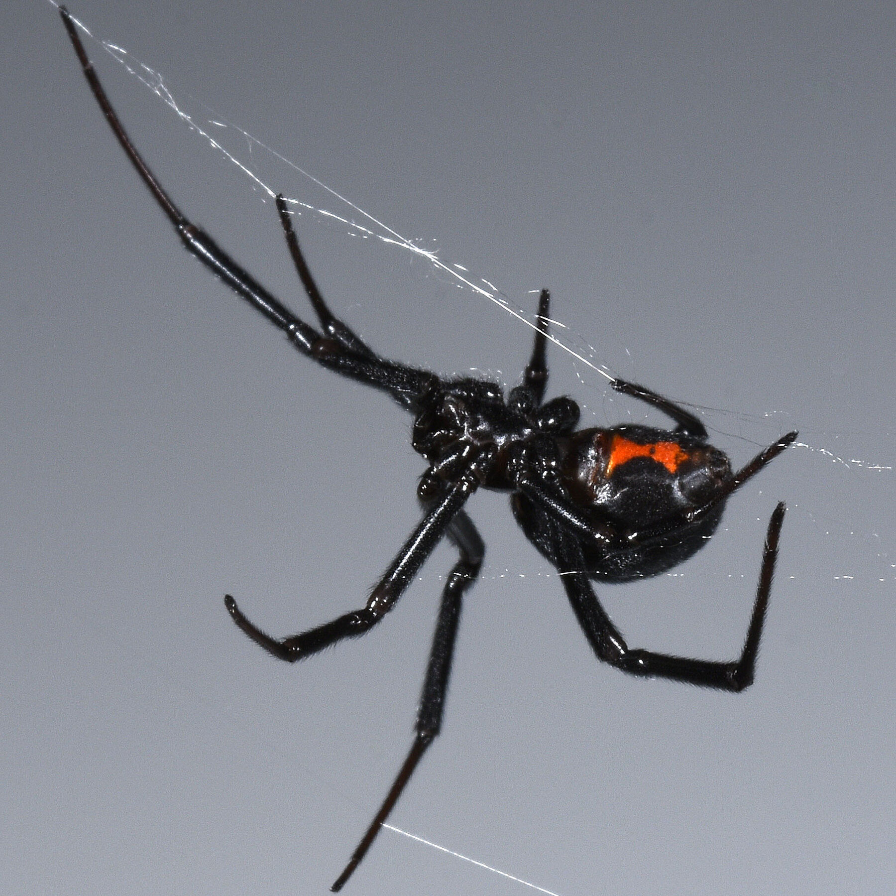Wallpaper #8mcd_JIBSpphPi3-Y5bW166 Black Widow Spiders Habitat