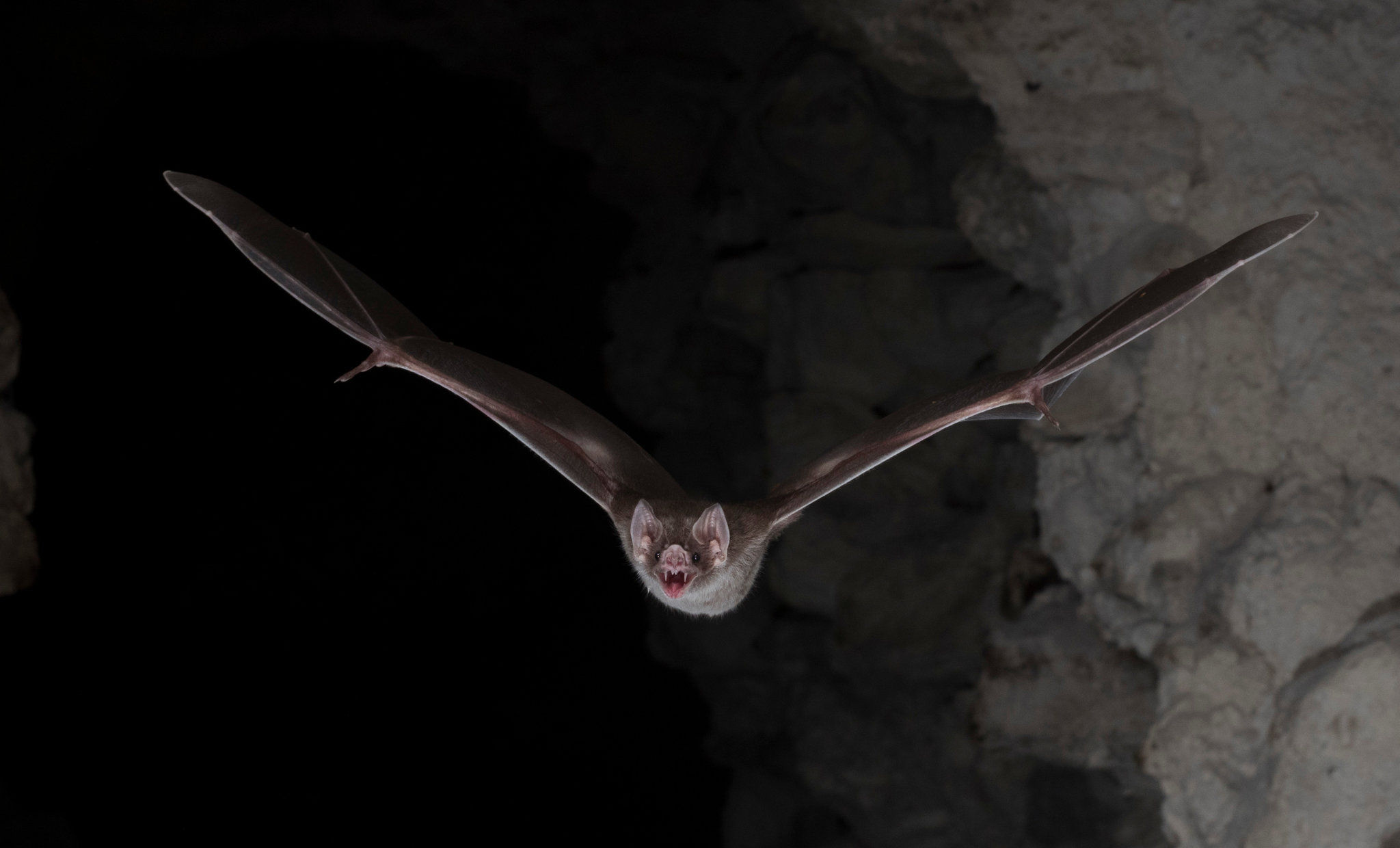 Wallpaper #r3KDMpMBX2lk1u3ogFrF59 For Vampire Bats to Live on Blood It Takes Guts the New York Times