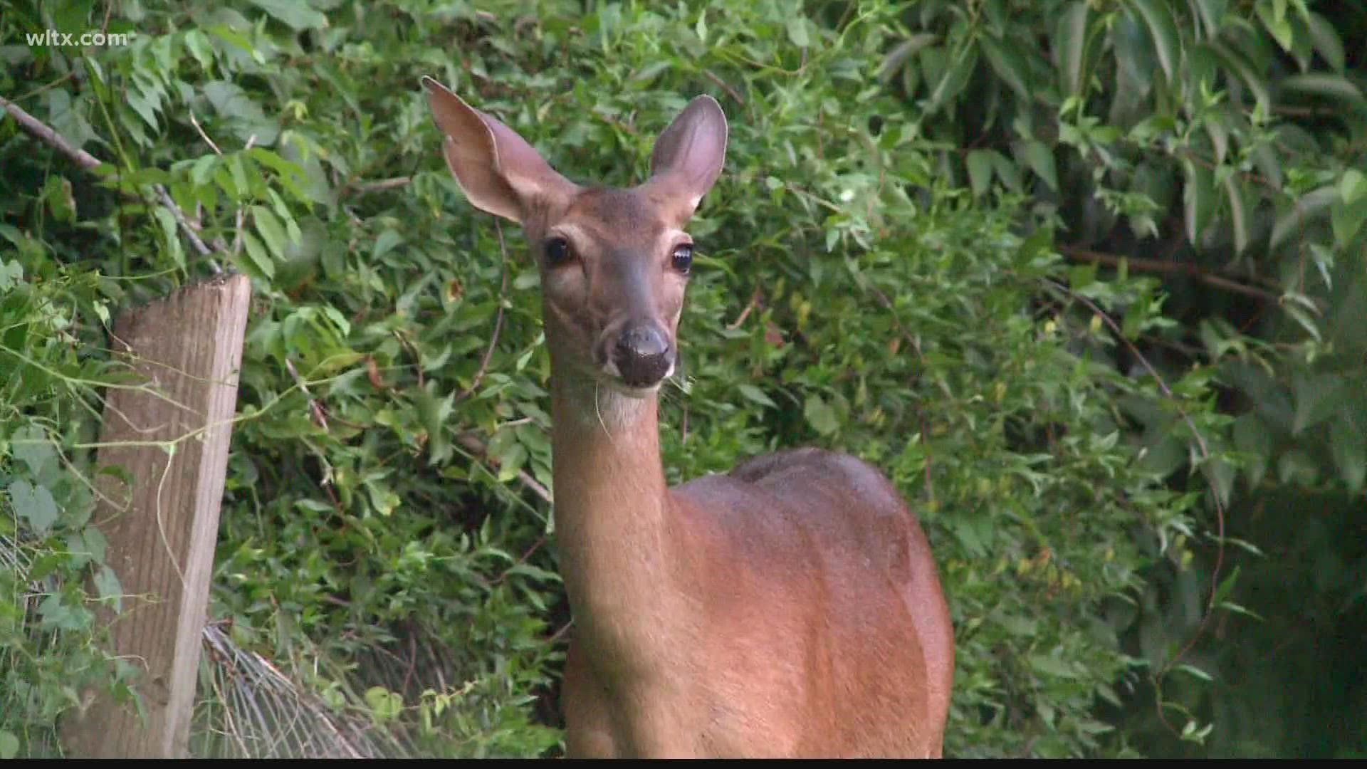 Wallpaper #FmiZE5MBSpphPi3-2gHs143 Waiting for a Deer Tag in Sc Heres How Scdnr is Working to Help