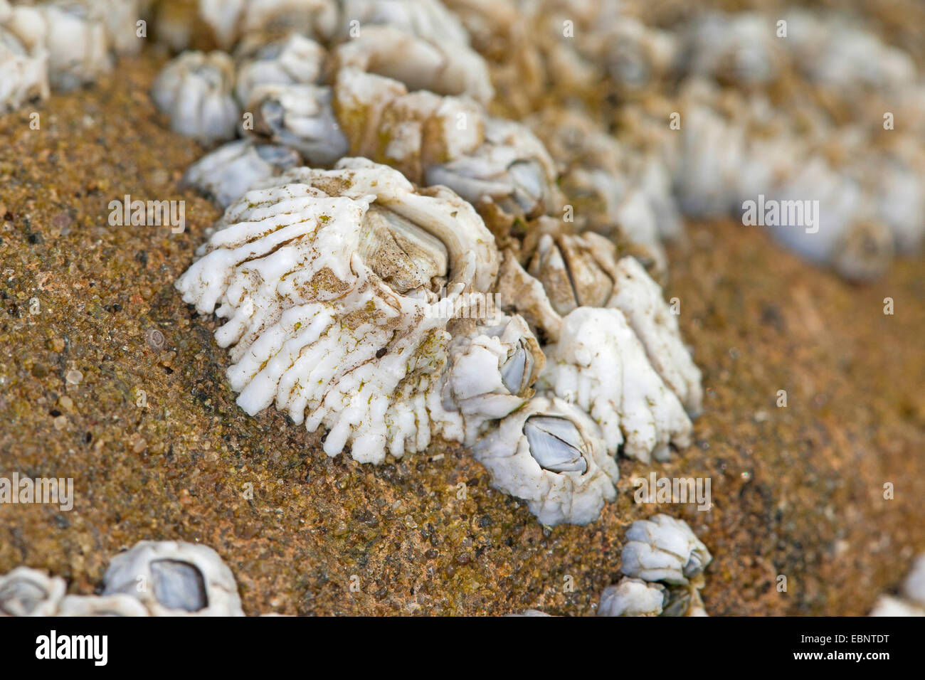 Wallpaper #1E397 Barnacles on Rocks Important Wallpapers