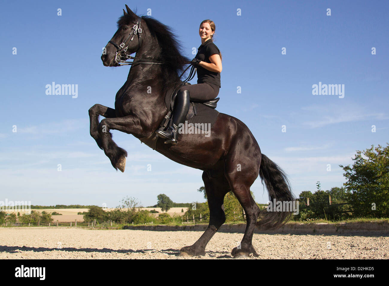 Wallpaper #-2cU-ZIBSpphPi3-KovY139 Friesian Horse with Rider Rearing Stock Photo Royalty Free Image