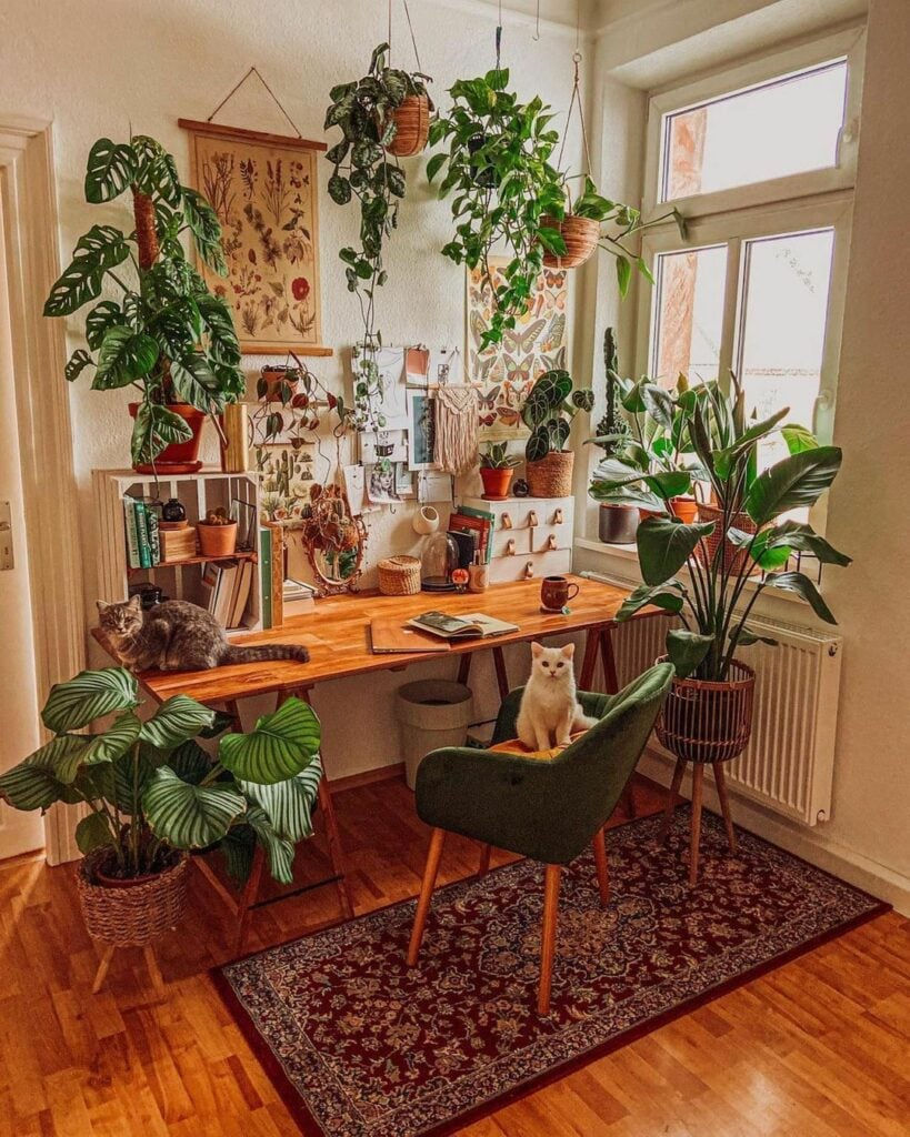 Wallpaper #b5610 30 Pretty House Plants Ideas for Living Room Decoration Living Room