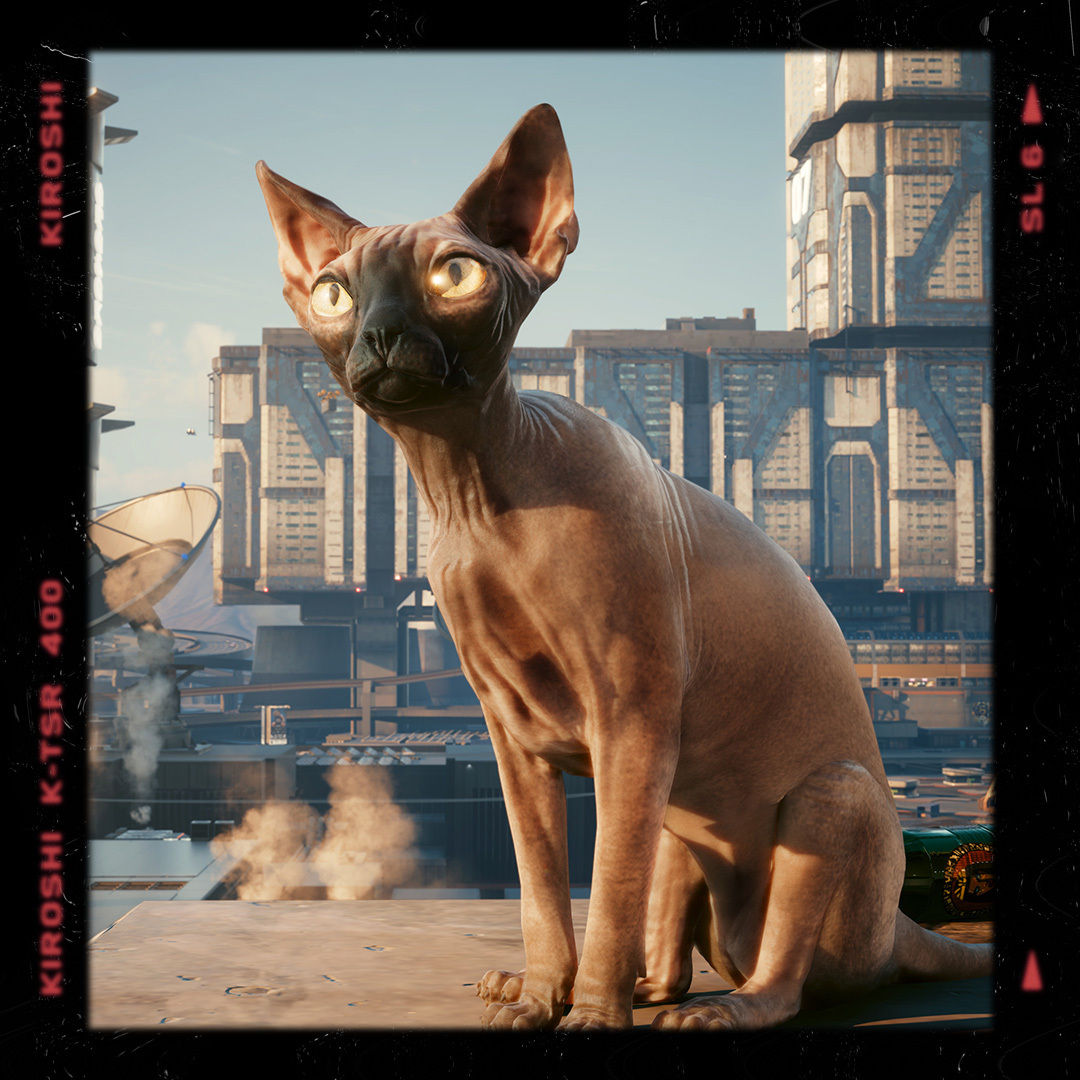 Wallpaper #2W0WaJcBycdYOYFTPW9J87 Cyberpunk 2077 on Twitter Nibbles Humansofnightcity Httpstco