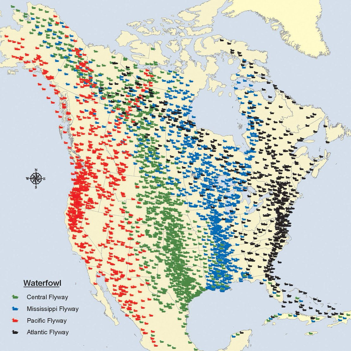 Wallpaper #4334F Canada Goose Migration a Complete Guide Birdfact