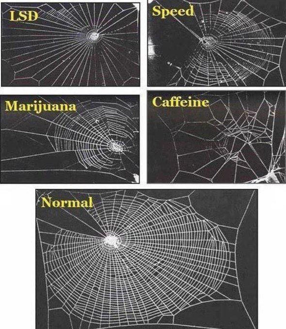 Wallpaper #82dGAZMBSpphPi3-KqlJ273 Vivek Ranjan Agnihotri on Twitter Snapshots of Spider Webs from Nasa