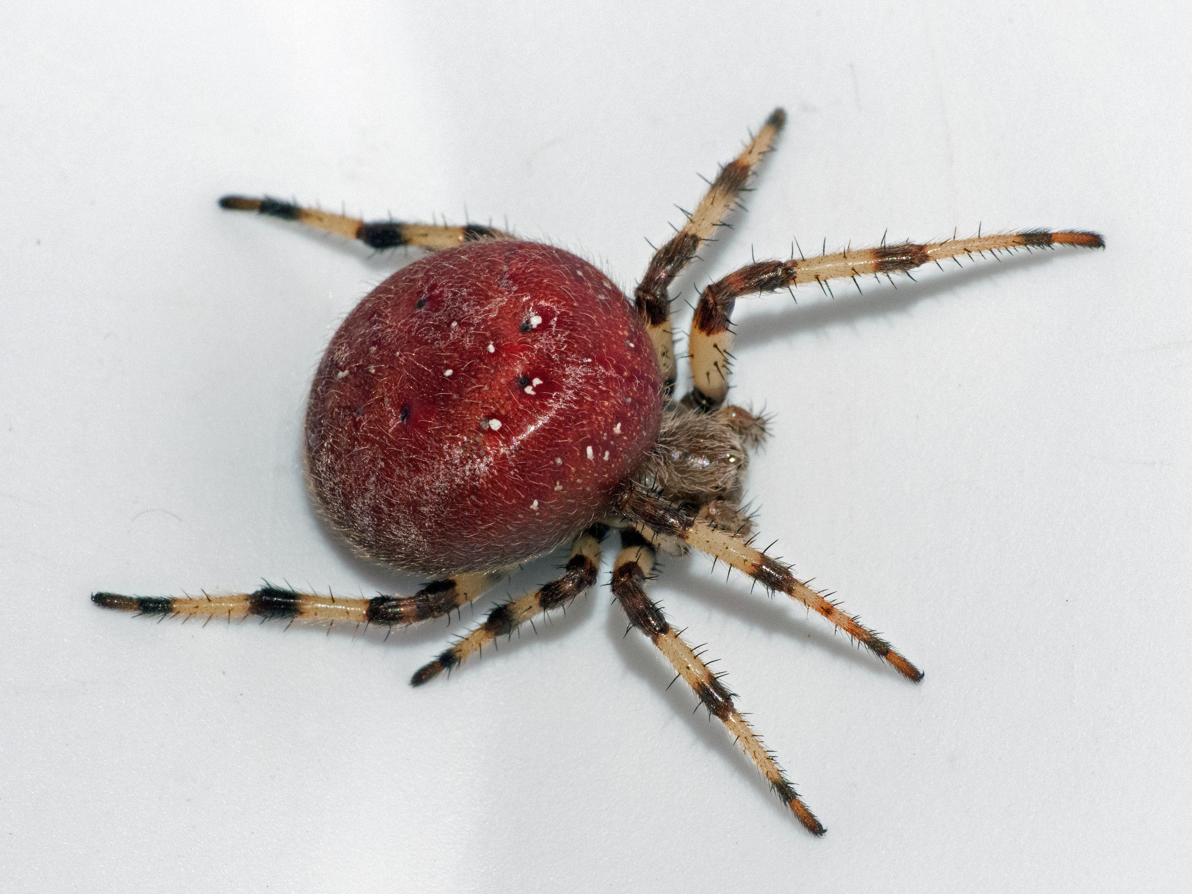 Wallpaper #32cVEZMBSpphPi3-sfVC155 28 Types of Spiders in Illinois with Pictures Animal Hype