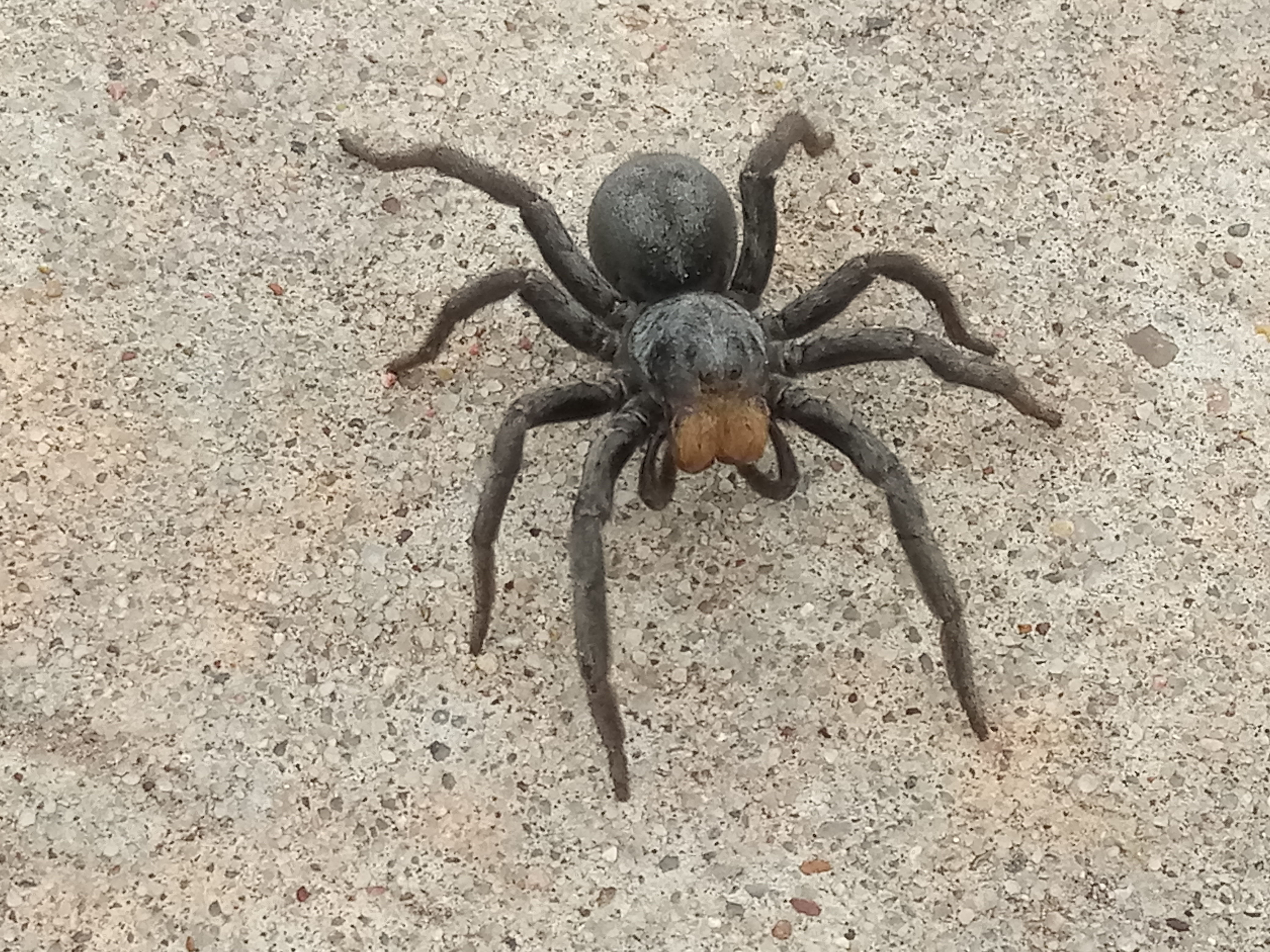 Wallpaper #HGcYCpMBSpphPi3-btPW341 Anyone Know What Kind of Spider This is Ar15com
