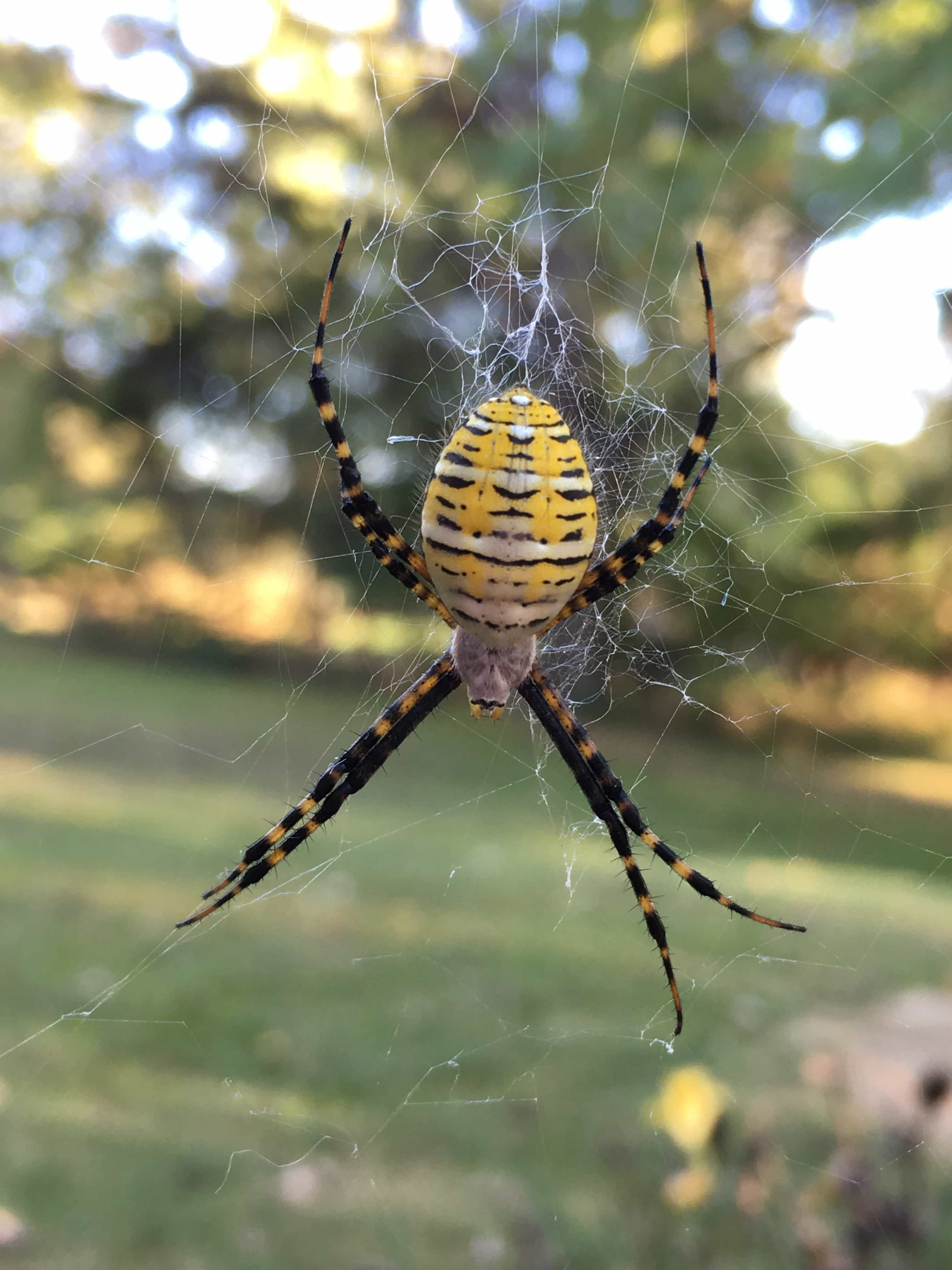 Wallpaper #GvSnOZMBKFX8bn3rXXez98 Female Argiope Trifasciata Banded Garden Spider in Westerville Ohio