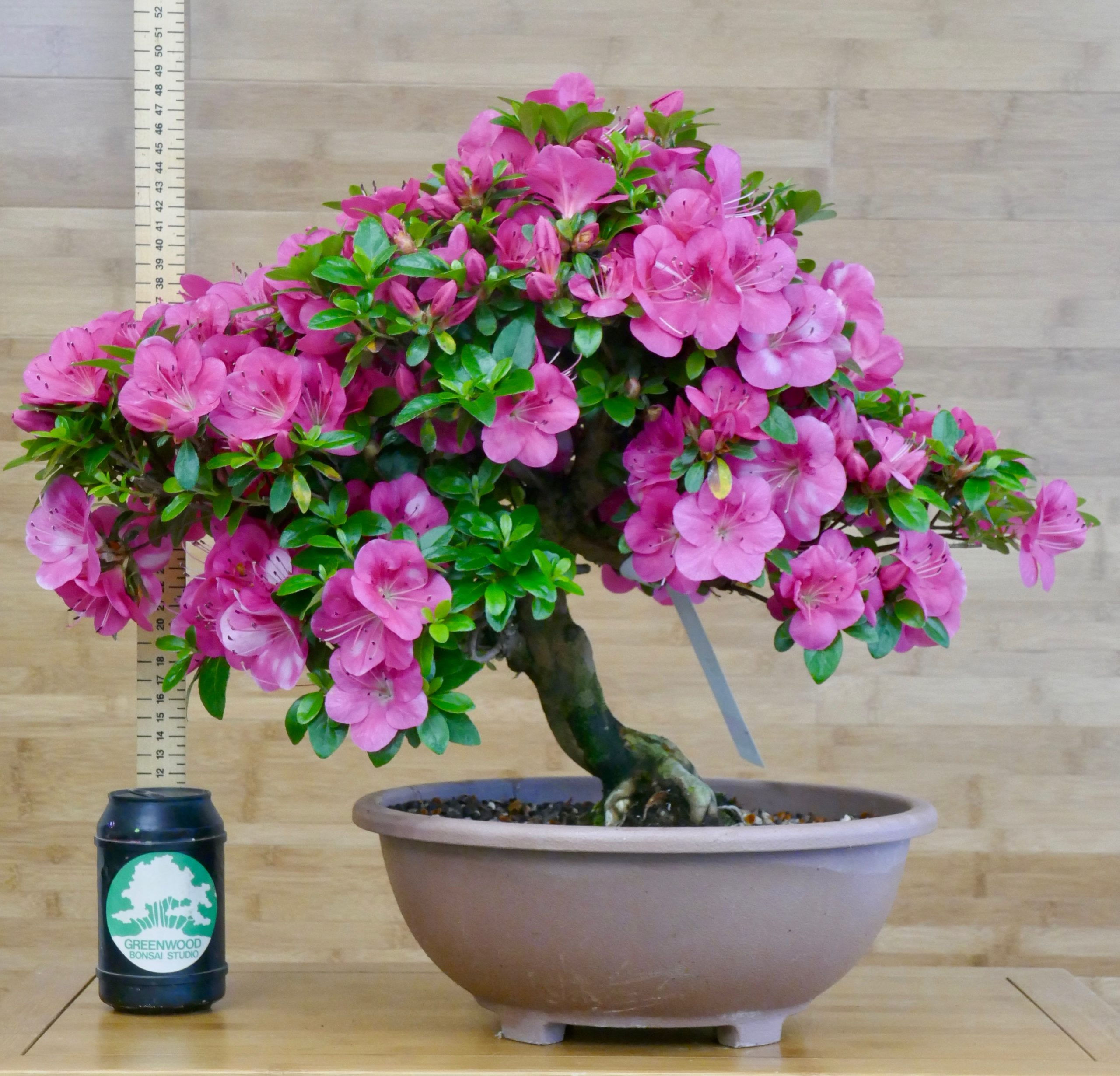 Wallpaper d8e0c Satsuki Azalea Bonsai Trees Buy Online Greenwood Bonsai Studio HD Wallpaper d8e0c