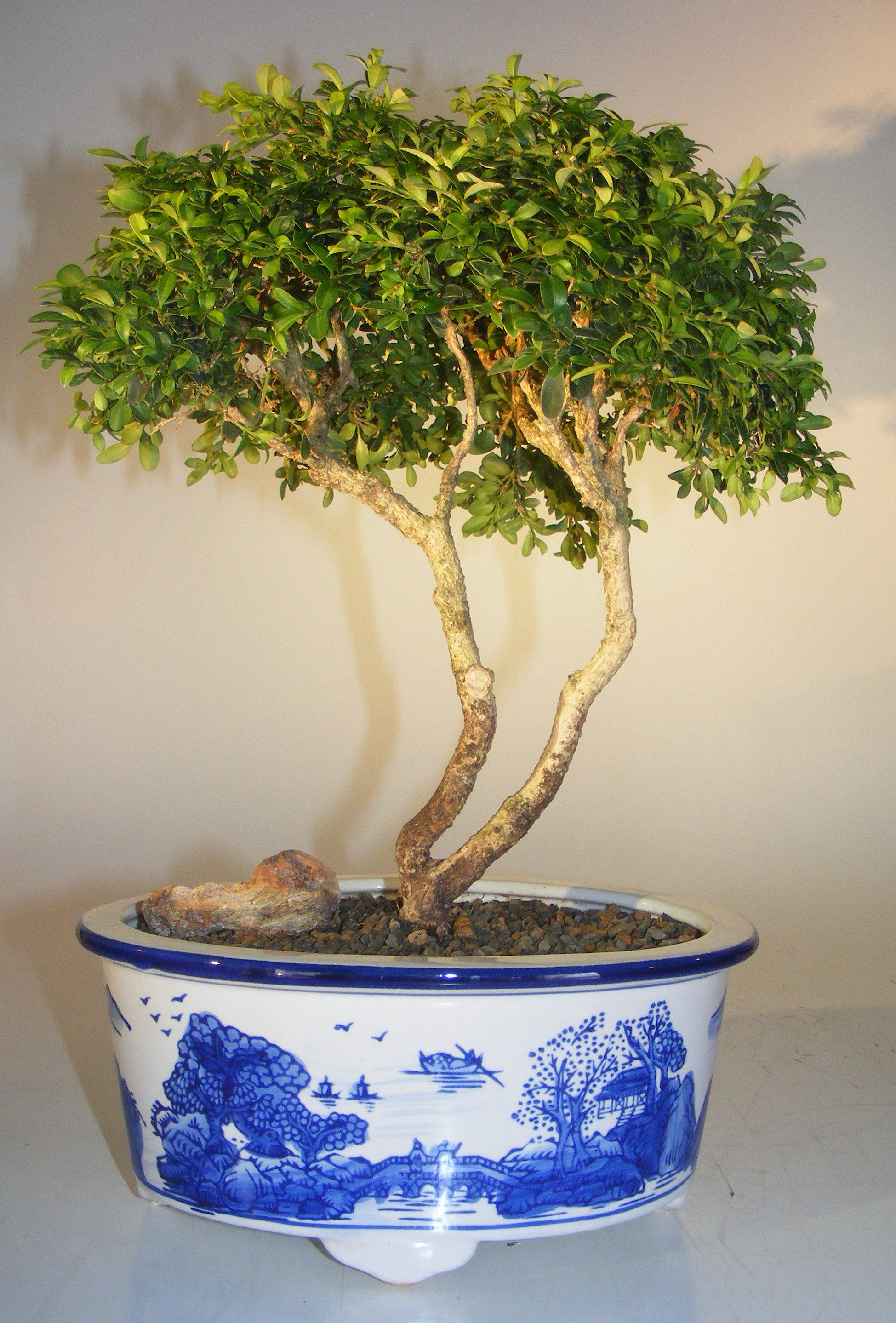 Wallpaper #jWdLE5MBSpphPi3-Rv-o452 Japanese Kingsville Boxwood Bonsai Treebuxus Microphylla Compacta