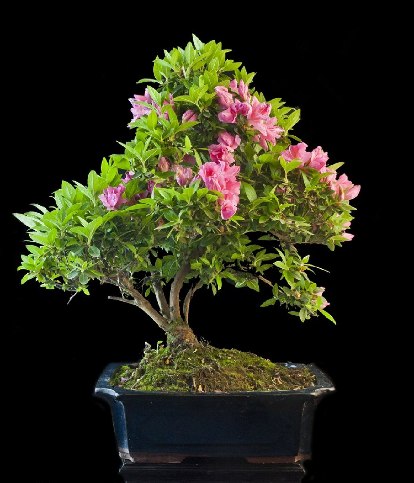 Wallpaper #d8e0c Satsuki Azalea Bonsai Trees Buy Online Greenwood Bonsai Studio