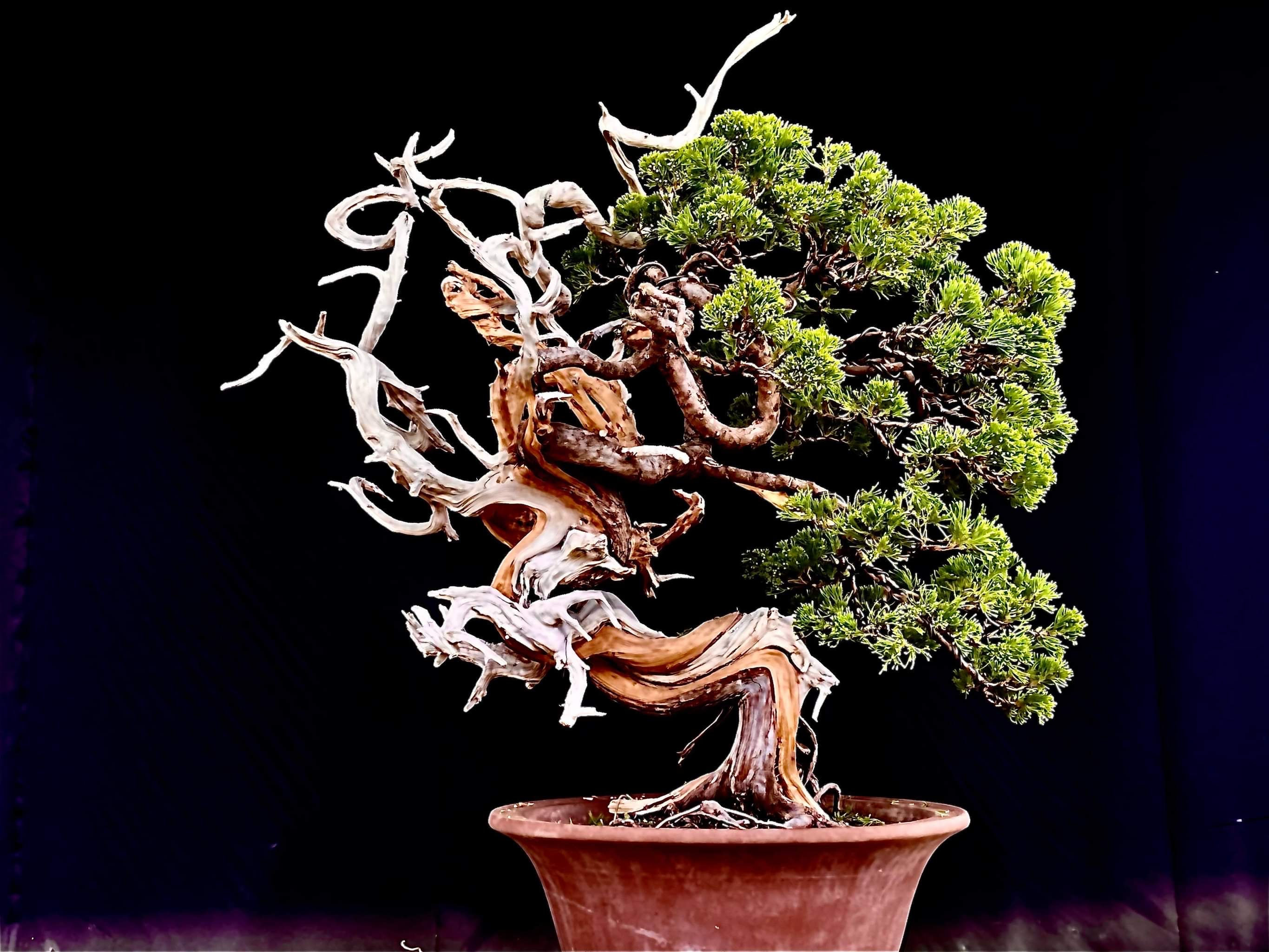 Wallpaper #jWdLE5MBSpphPi3-Rv-o172 Uncategorised Bonsai Bci