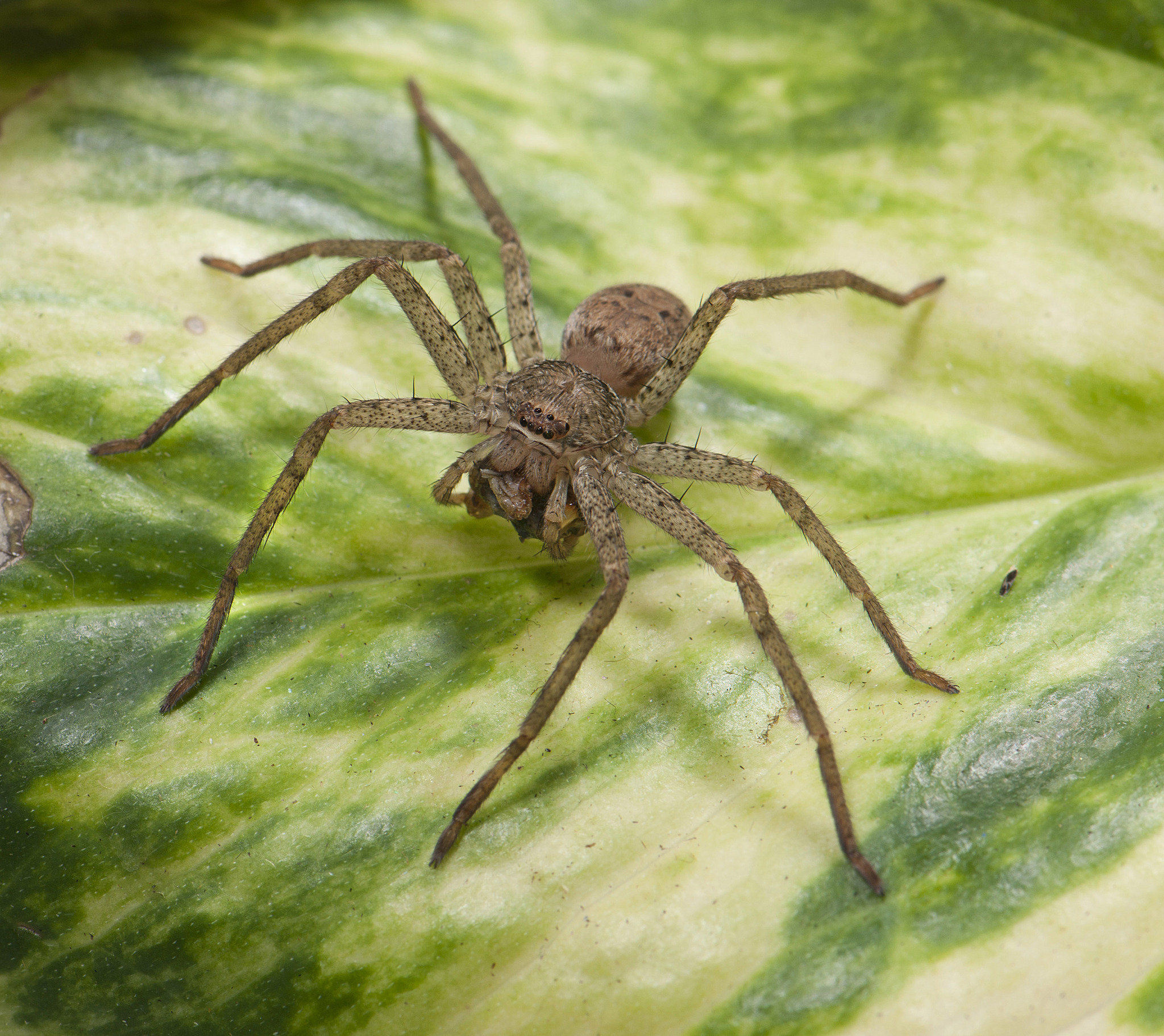 Wallpaper #HxkOE48BtGB6xQ78w2Wm59 Museum of Natural History Debuts Creepy Crawling Spiders Alive