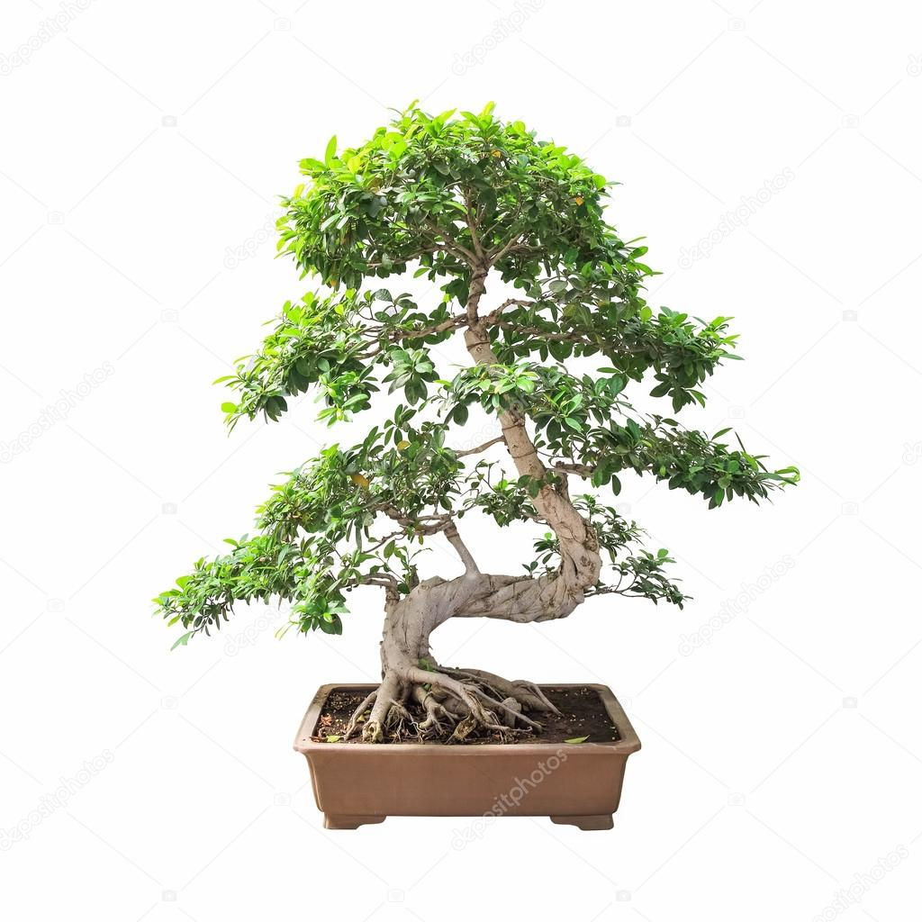 Wallpaper #jWdLE5MBSpphPi3-Rv-o557 Bonsai Banyan Tree Stock Photo by Chungking 41901493