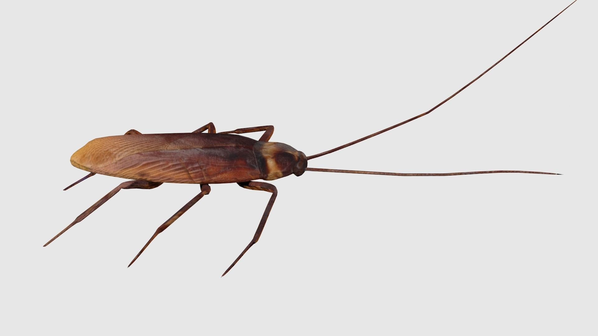 Wallpaper #SWdXCpMBSpphPi3-q9Qk269 3D Model Cockroaches Animated Rigged Vr Ar Low Poly Rigged Cgtrader