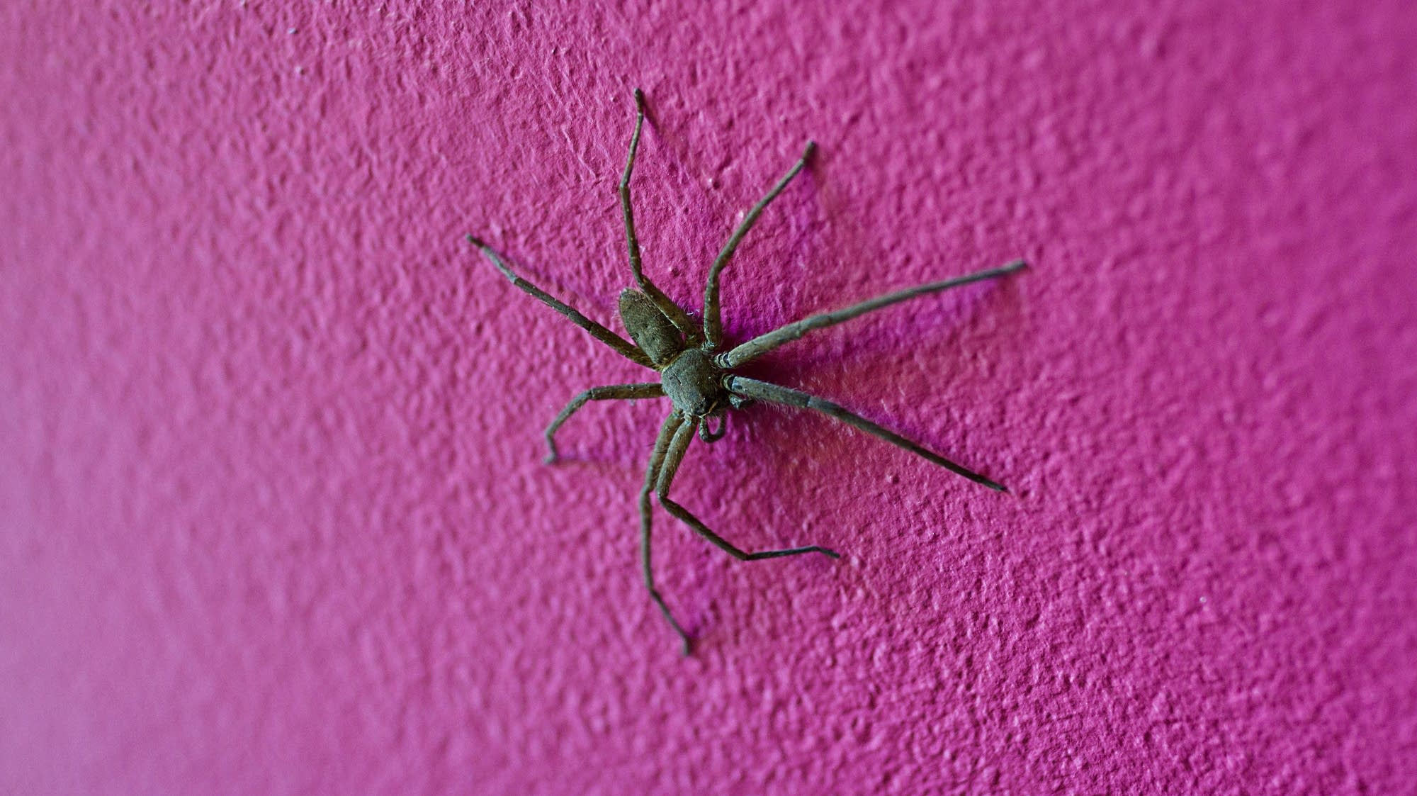 Wallpaper #0py84pIBZHQxiYarPcGv15 Walking on Walls How Ants and Spiders Do It Brains on