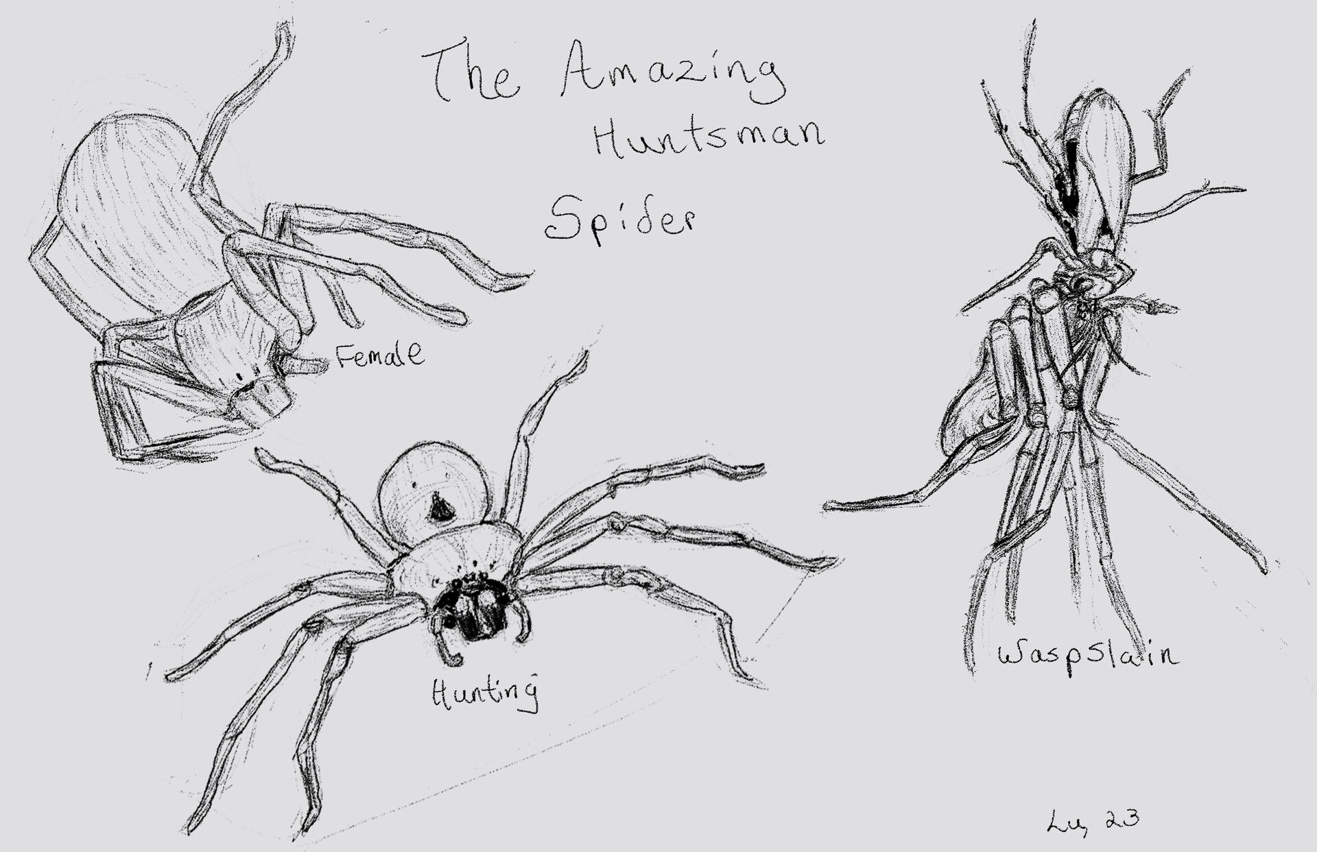 Wallpaper #O_S0OZMBKFX8bn3r9Xeu276 Artstation Huntsman Spider Studies