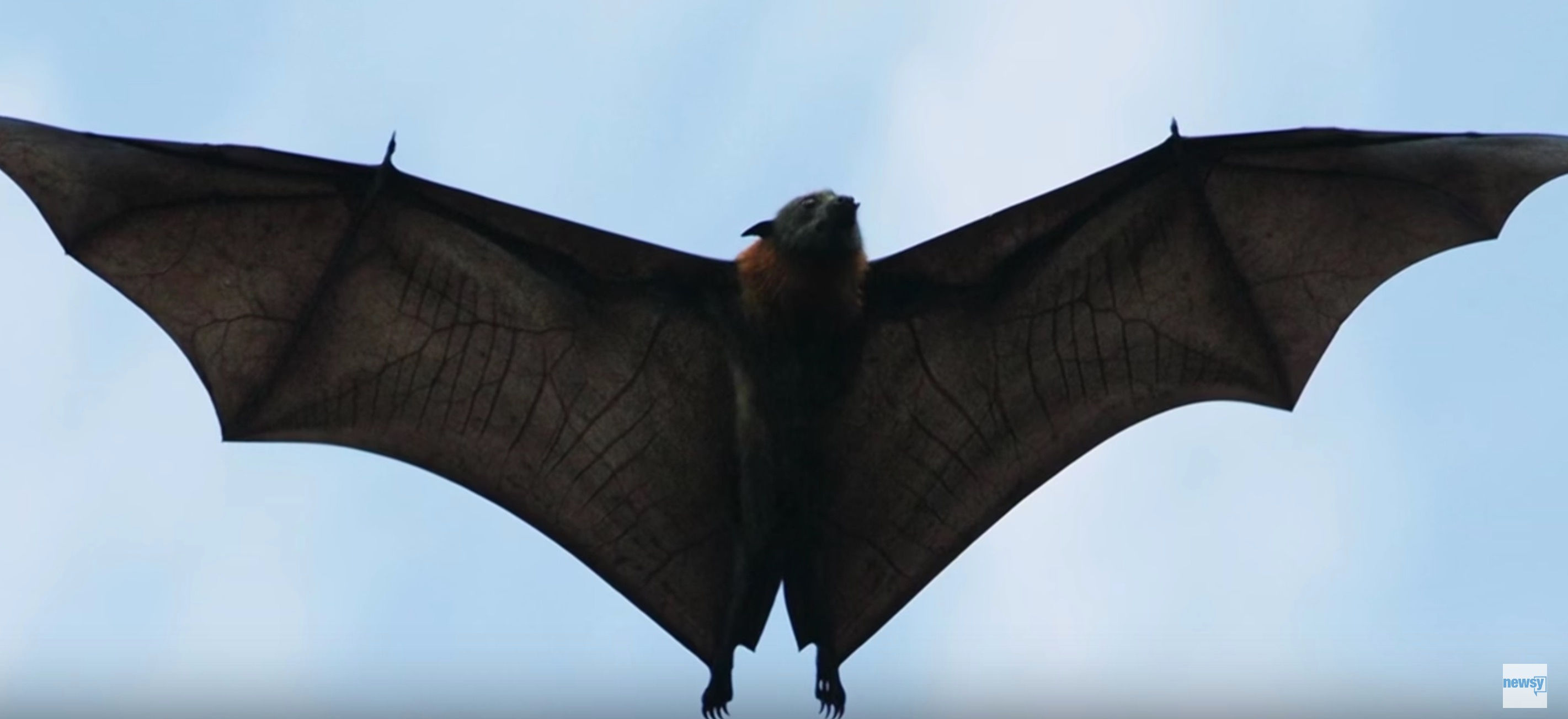 Wallpaper #dfTIOpMBKFX8bn3roXlL132 Giant Australian Bat