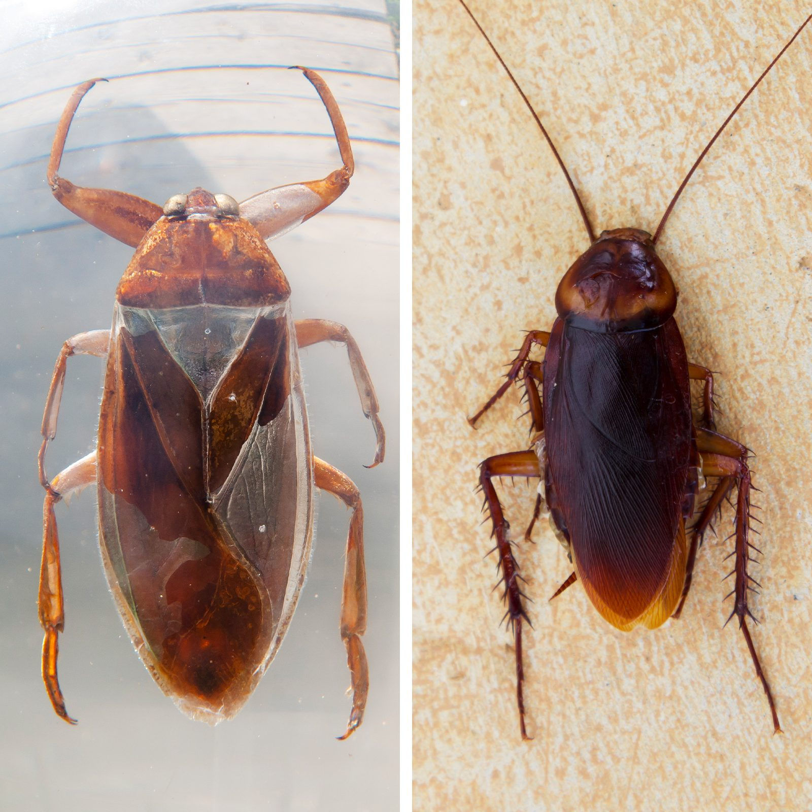 Wallpaper #SWdXCpMBSpphPi3-q9Qk343 Water Bugs vs Cockroaches Whats the Difference