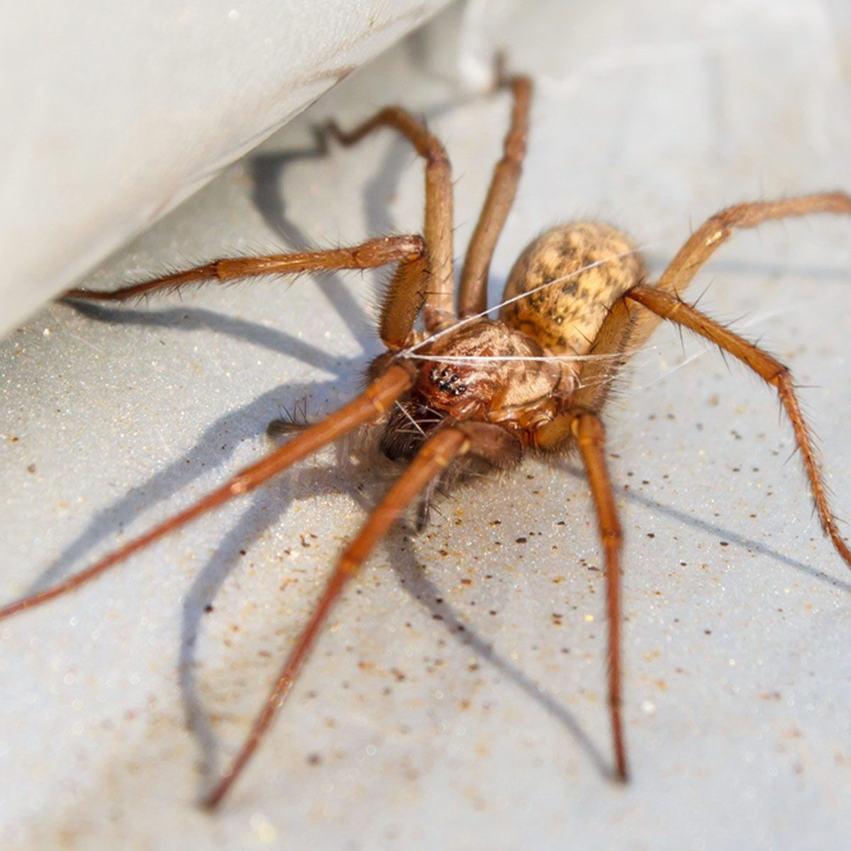 Wallpaper #ce6bd Giant Spider on the Ceiling of an Abandoned Psychiatric Hospital R