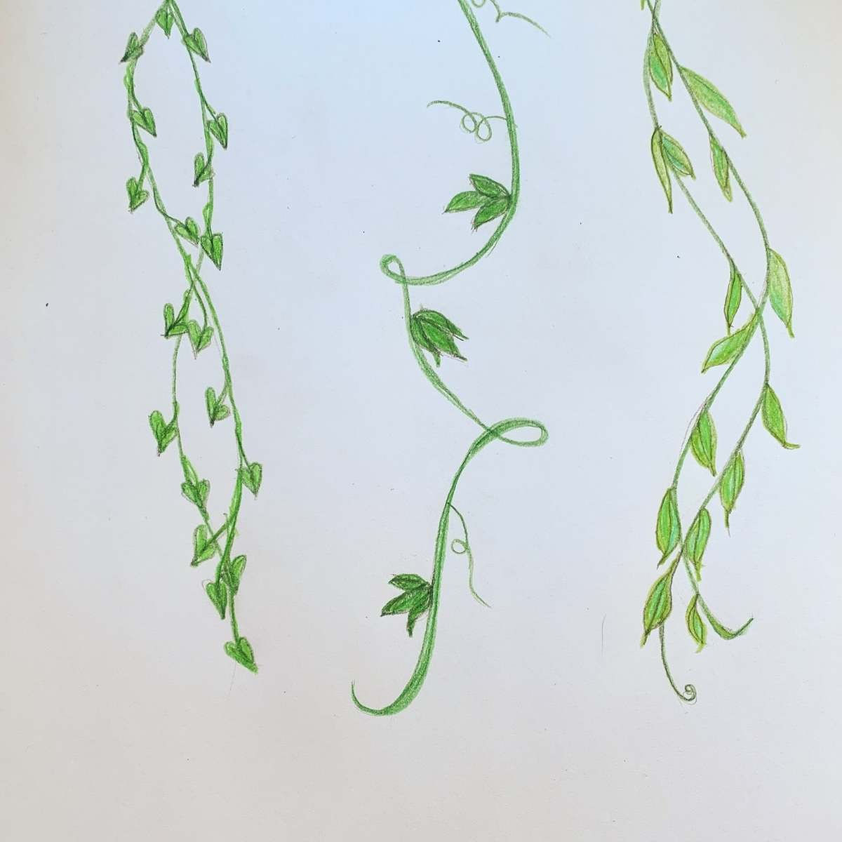 Wallpaper #80aInpcBh-zKMCtLZV8a175 How to Draw Vines the Easy Way Basicdrawcom