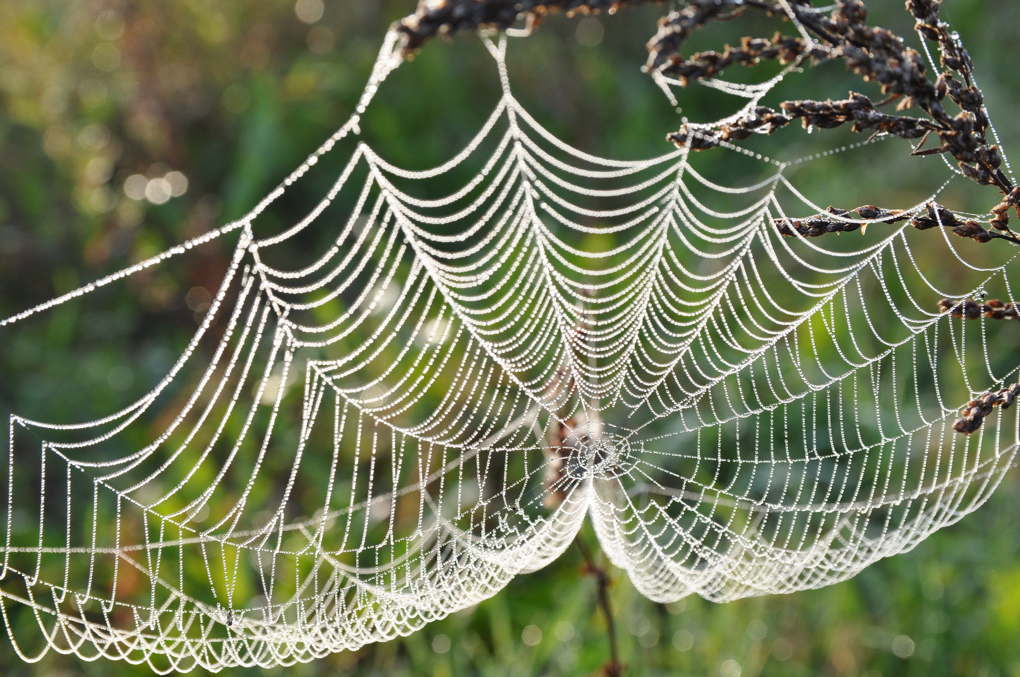 Wallpaper #sRmPEo8BtGB6xQ78gGNG13 Tangled in a Web Learn About Spiders Chicago Public Library