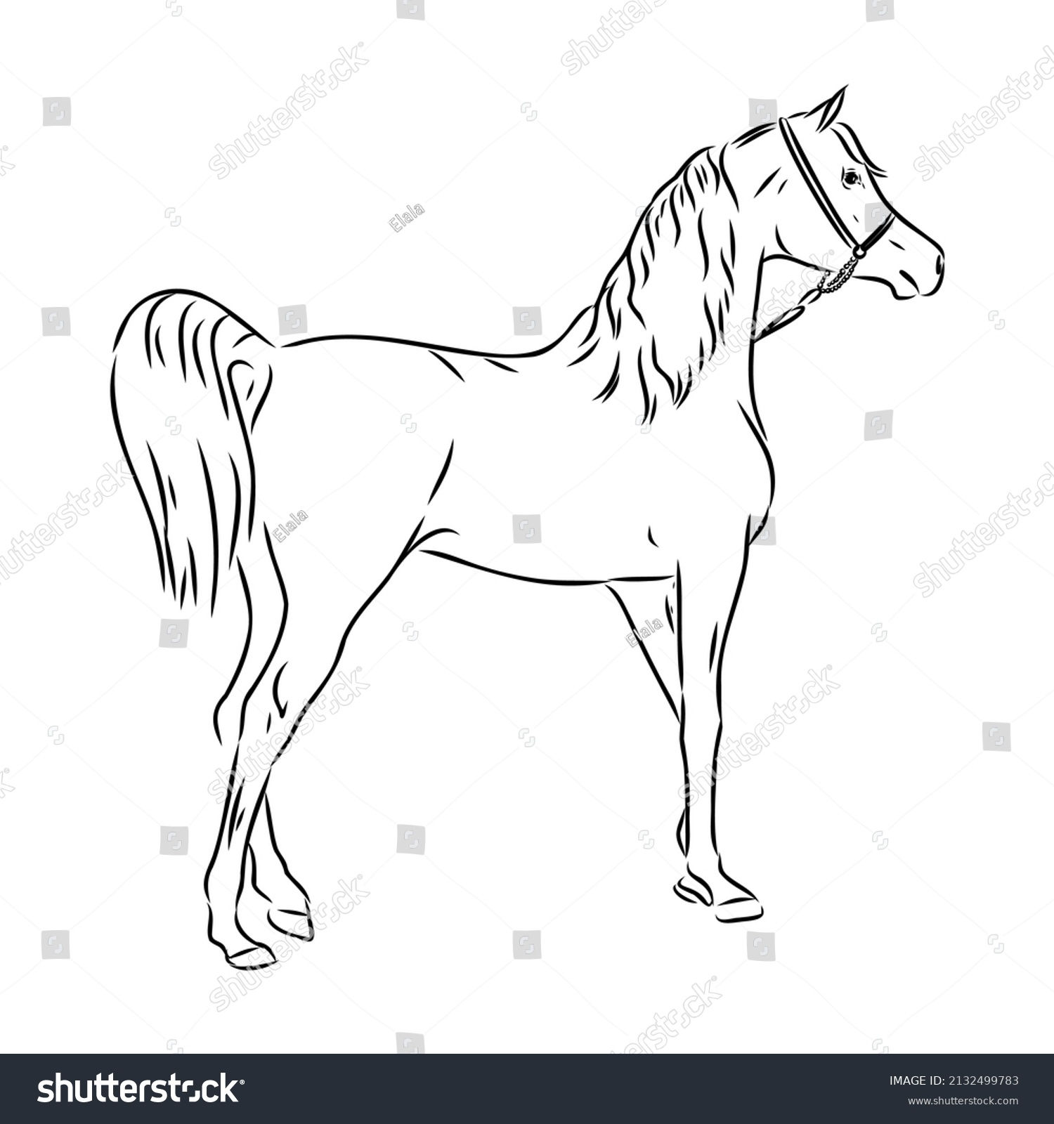 Wallpaper #8h2ULJMBlOZrFDOkIMqE429 Arabian Vintage Horse Sketch Over 658 Royalty Free Licensable Stock