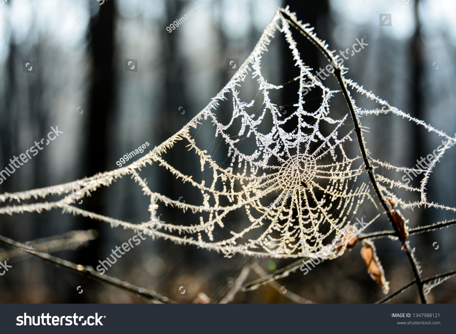Wallpaper #sBmPEo8BtGB6xQ78TGM057 1678 Frozen Spider Web Images Stock Photos 3D Objects Vectors