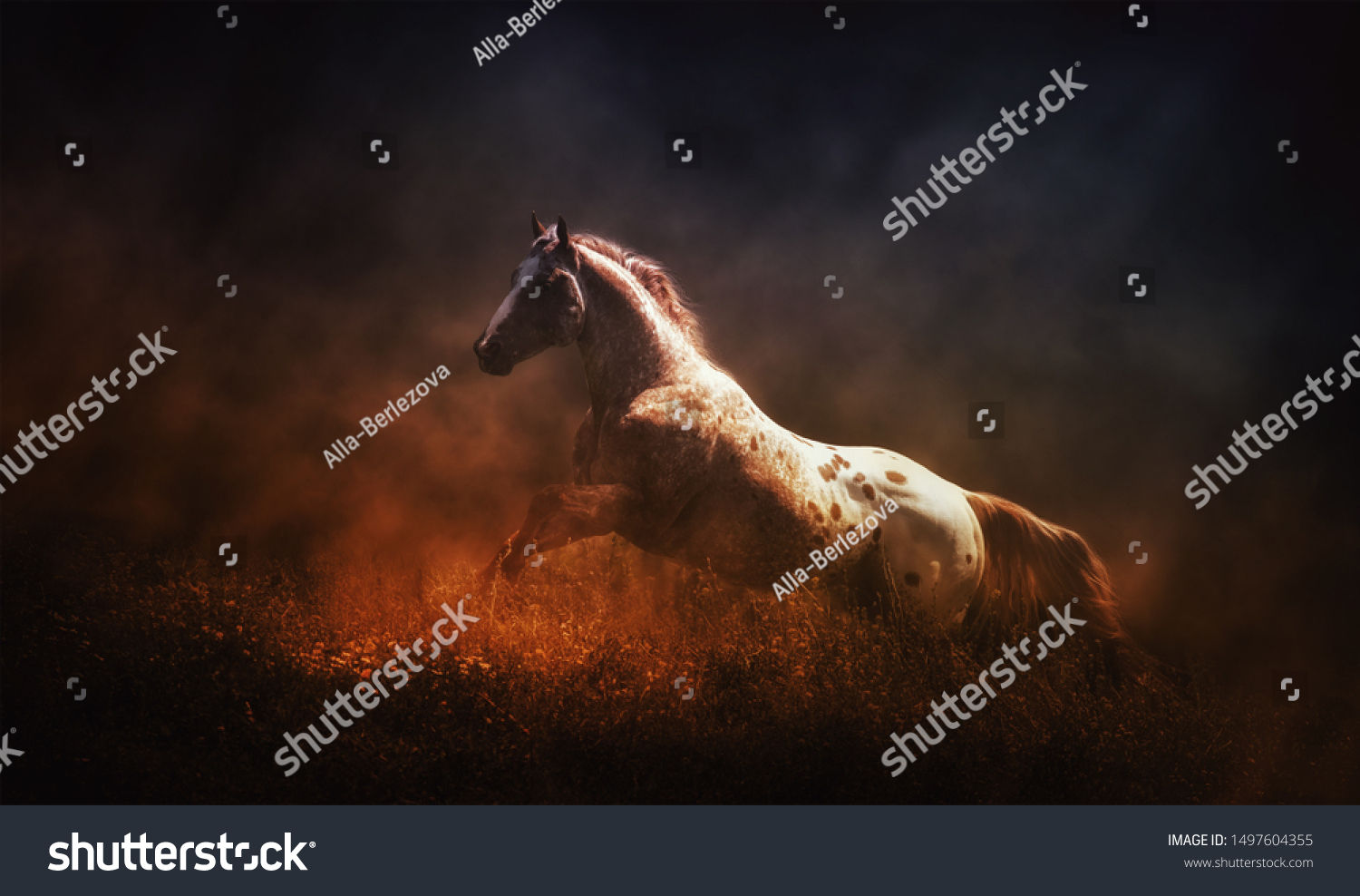 Wallpaper #PWe26ZIBSpphPi3-R0OE260 Appaloosa Images Browse 5509 Stock Photos Vectors Free Download