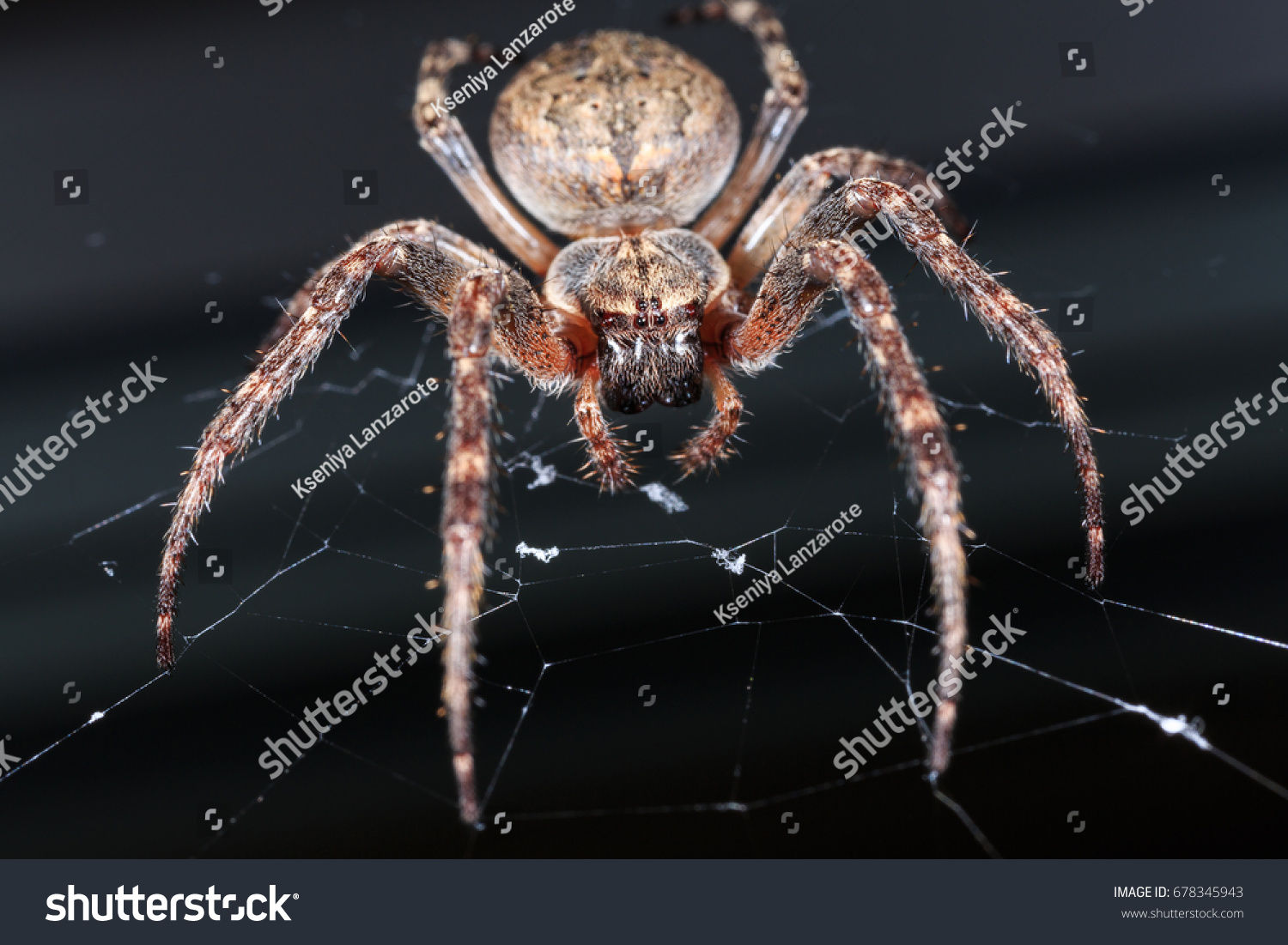 Wallpaper #E1Zdd5cBsd6xcFiEX9pZ72 Scary Pictures of Spiders