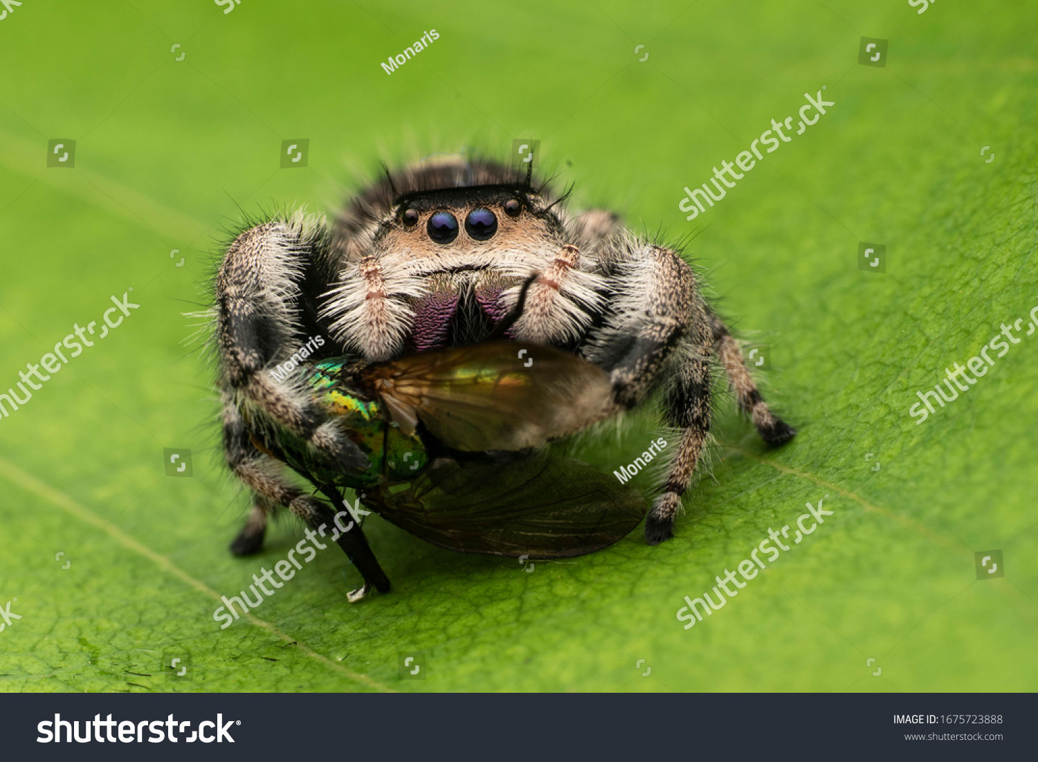 Wallpaper #e2dv9JIBSpphPi3-JXru161 Phidippus Genus Family Salticidae Jumping Spiderssome Stock Photo