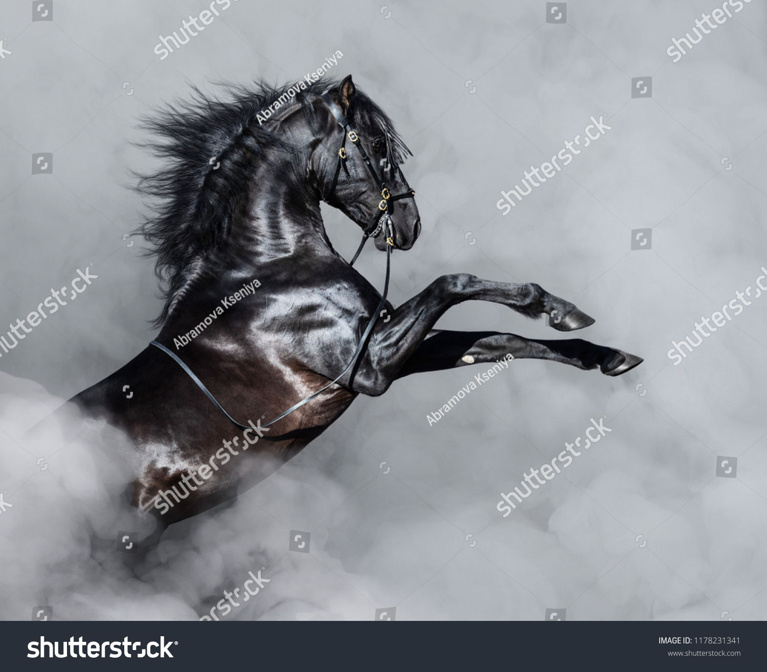 Wallpaper #-2cU-ZIBSpphPi3-KovY261 3972 Rearing Horse Black White Images Stock Photos Vectors