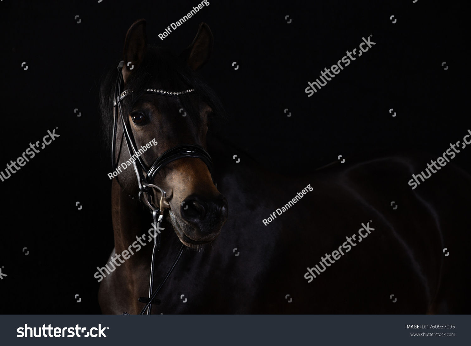 Wallpaper #bWfaEpMBSpphPi3-4_0h287 39650 Abstract Horses Black Background Images Stock Photos Vectors