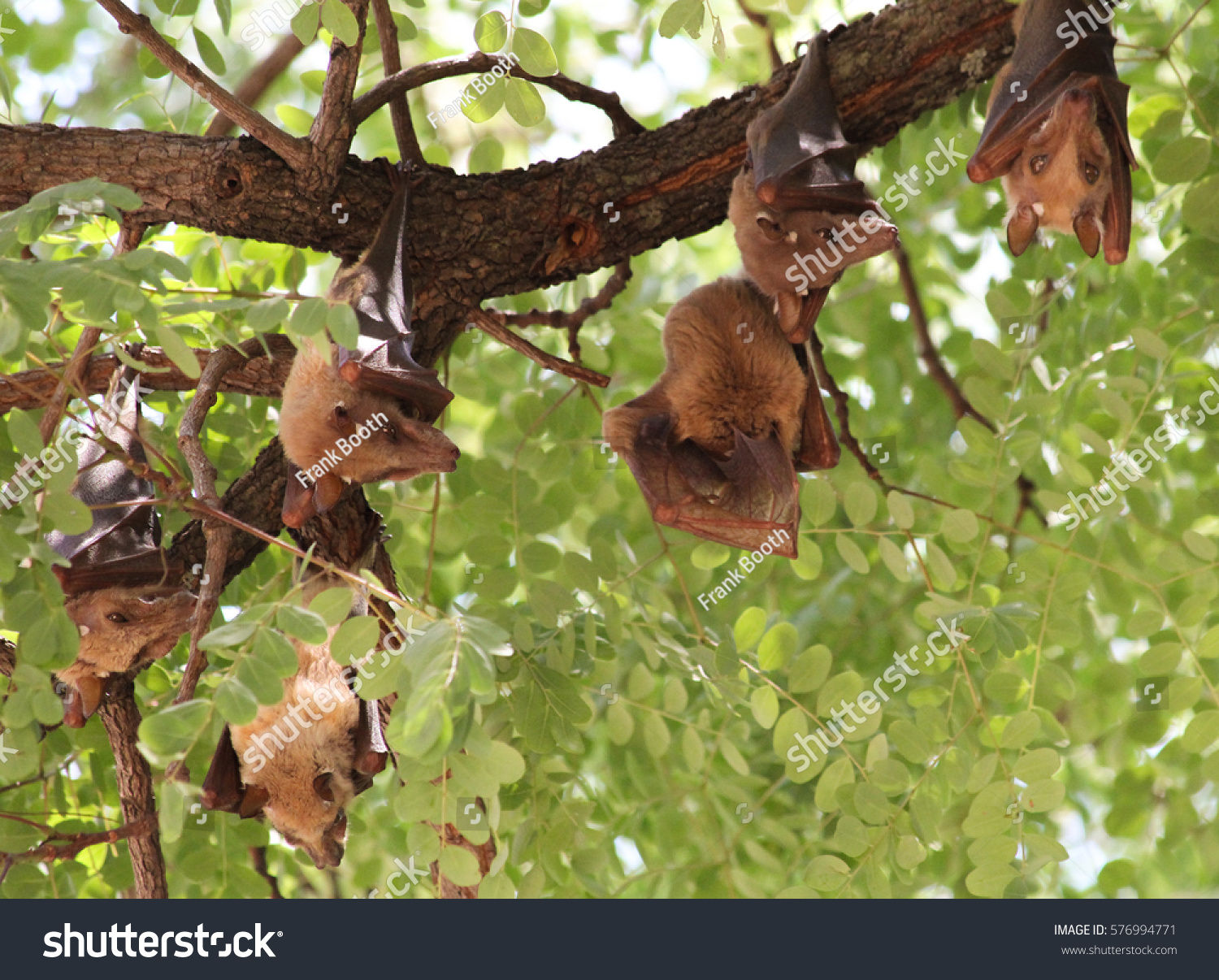 Wallpaper #2mdTDJMBSpphPi3-nt1P50 Vampire Bats Hanging Tree Kafue National Stock Photo 576994771