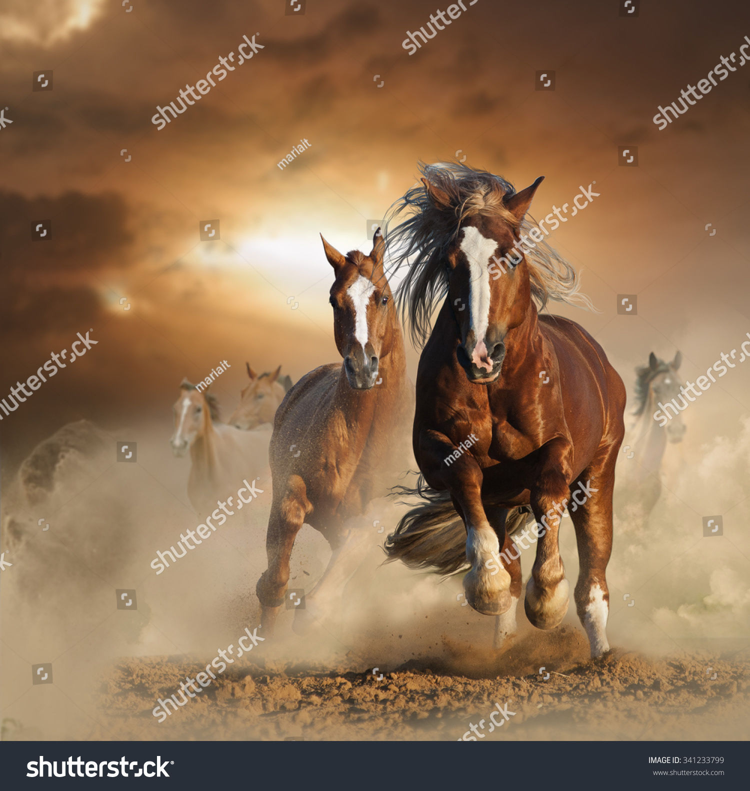 Wallpaper #4r27o5cBxtB1RJ-Khbj245 Draft Horses Running