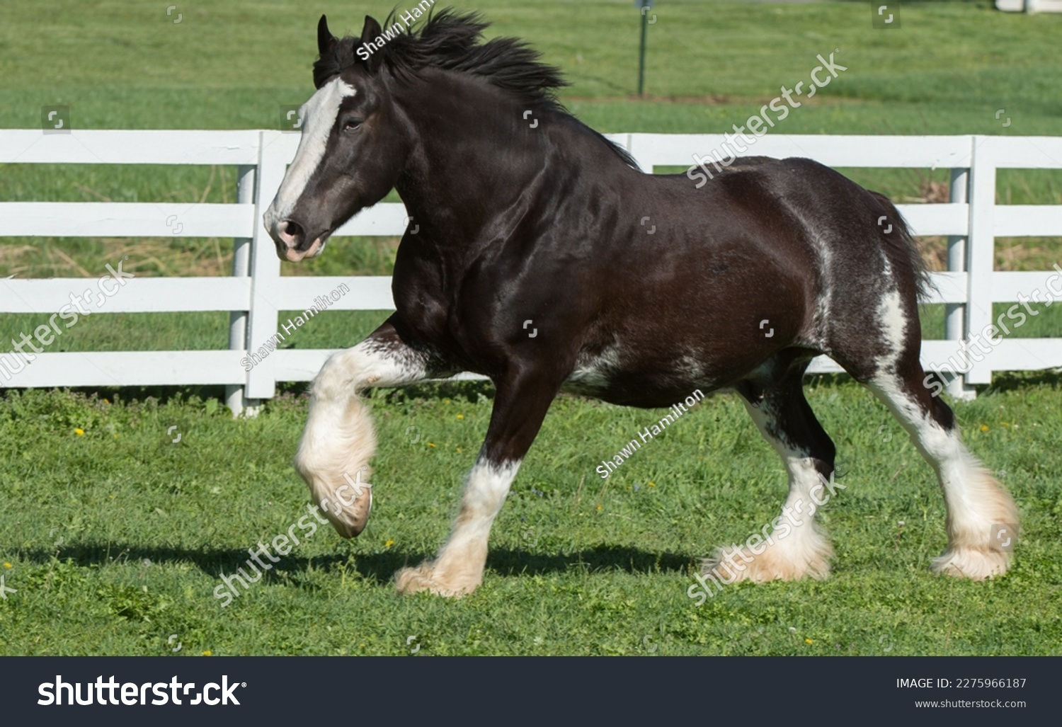 Wallpaper #4r27o5cBxtB1RJ-Khbj263 Shire Draft Horse Trotting