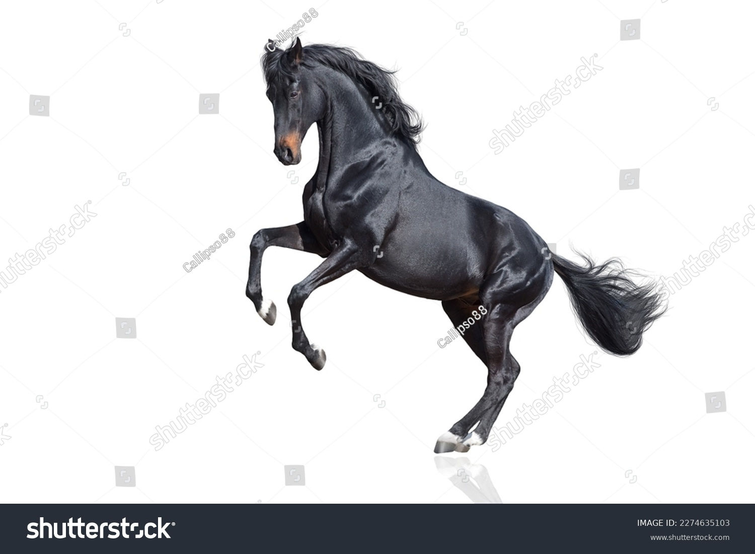 Wallpaper #-2cU-ZIBSpphPi3-KovY98 Black Horse Rearing Isolated on White Stock Photo 2274635103 Shutterstock