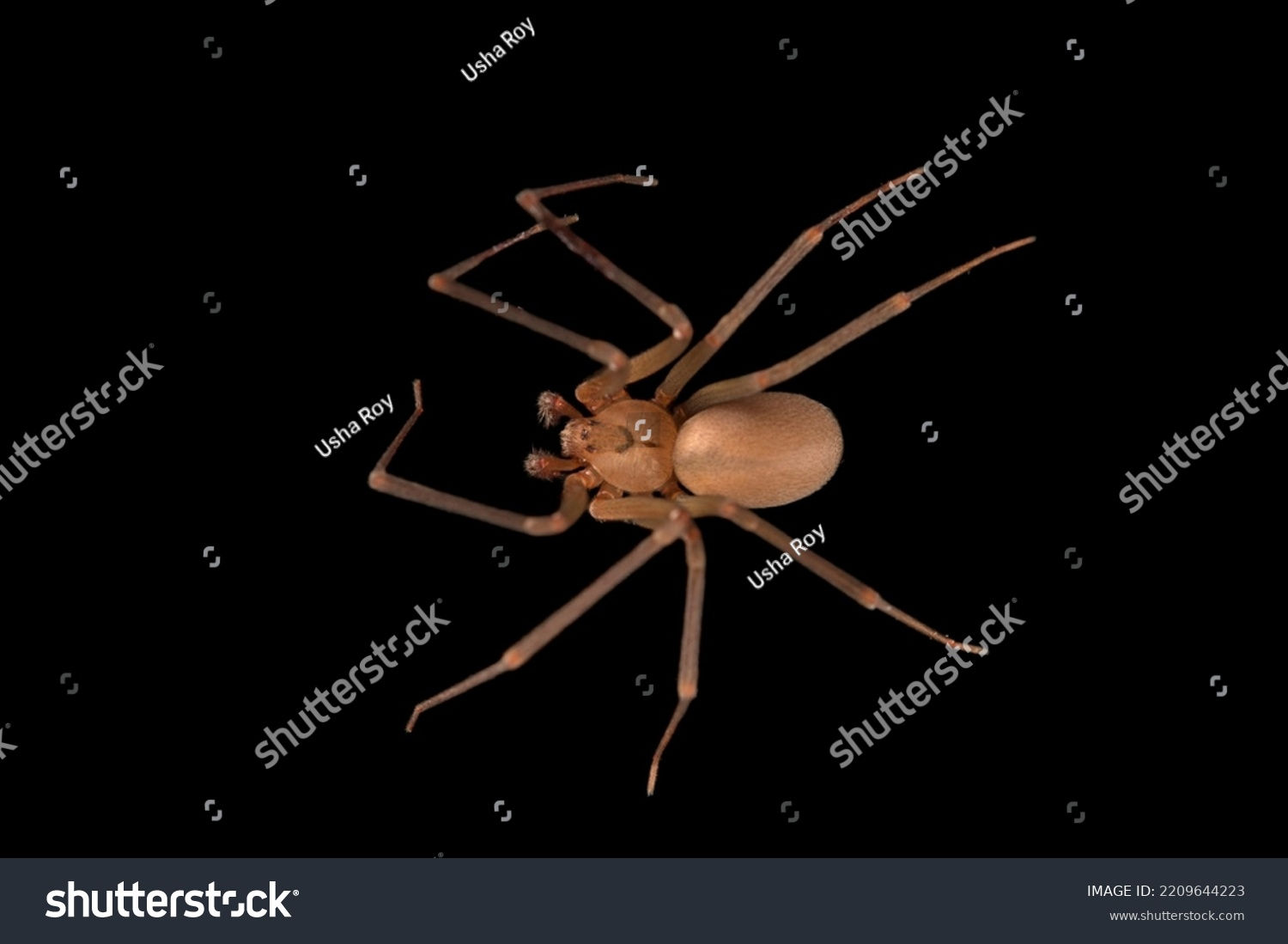 Wallpaper #46455 Brown Spider Cartoon Isolated Illustration Stock Vector Image Art Alamy