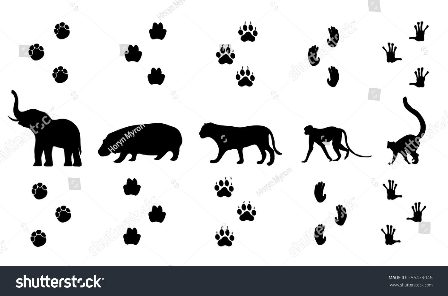 Wallpaper #fHfzJ5MB-pgBXx602qgy374 Vector Set Walking Jungle Animal Tracks Stock Vector Royalty Free