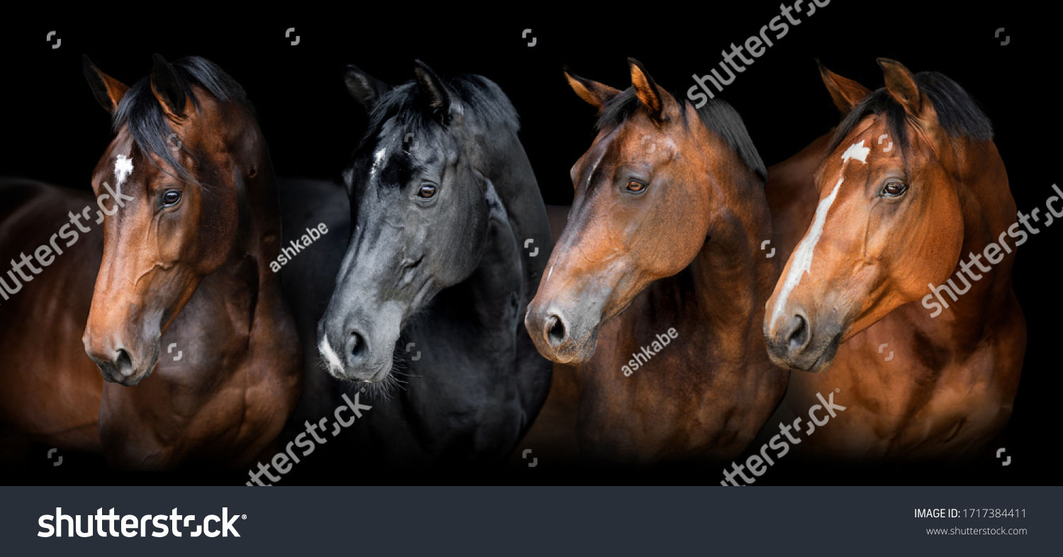 Wallpaper #bWfaEpMBSpphPi3-4_0h318 Horse Black Background Over 132622 Royalty Free Licensable Stock