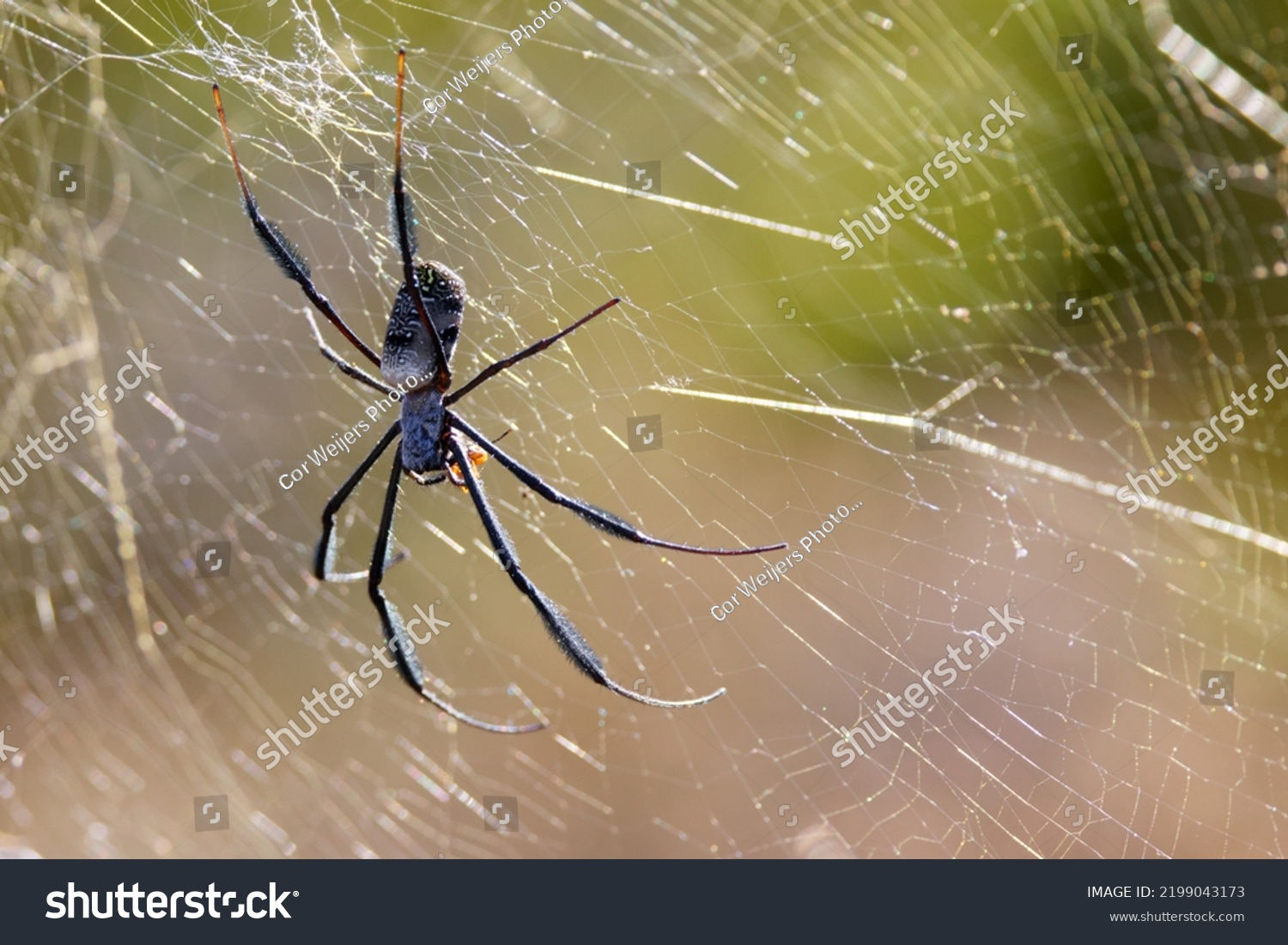 Wallpaper #VWcg6ZIBSpphPi3-e0A-171 Giant African Spider on House