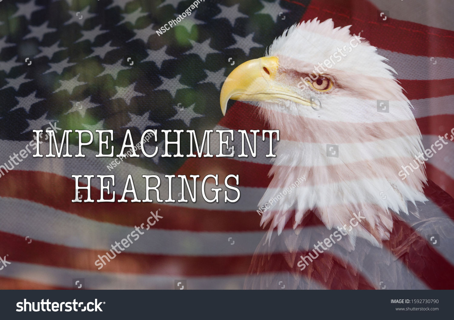 Wallpaper #6ef95 11209 Gier Eagle Images Stock Photos Vectors Shutterstock