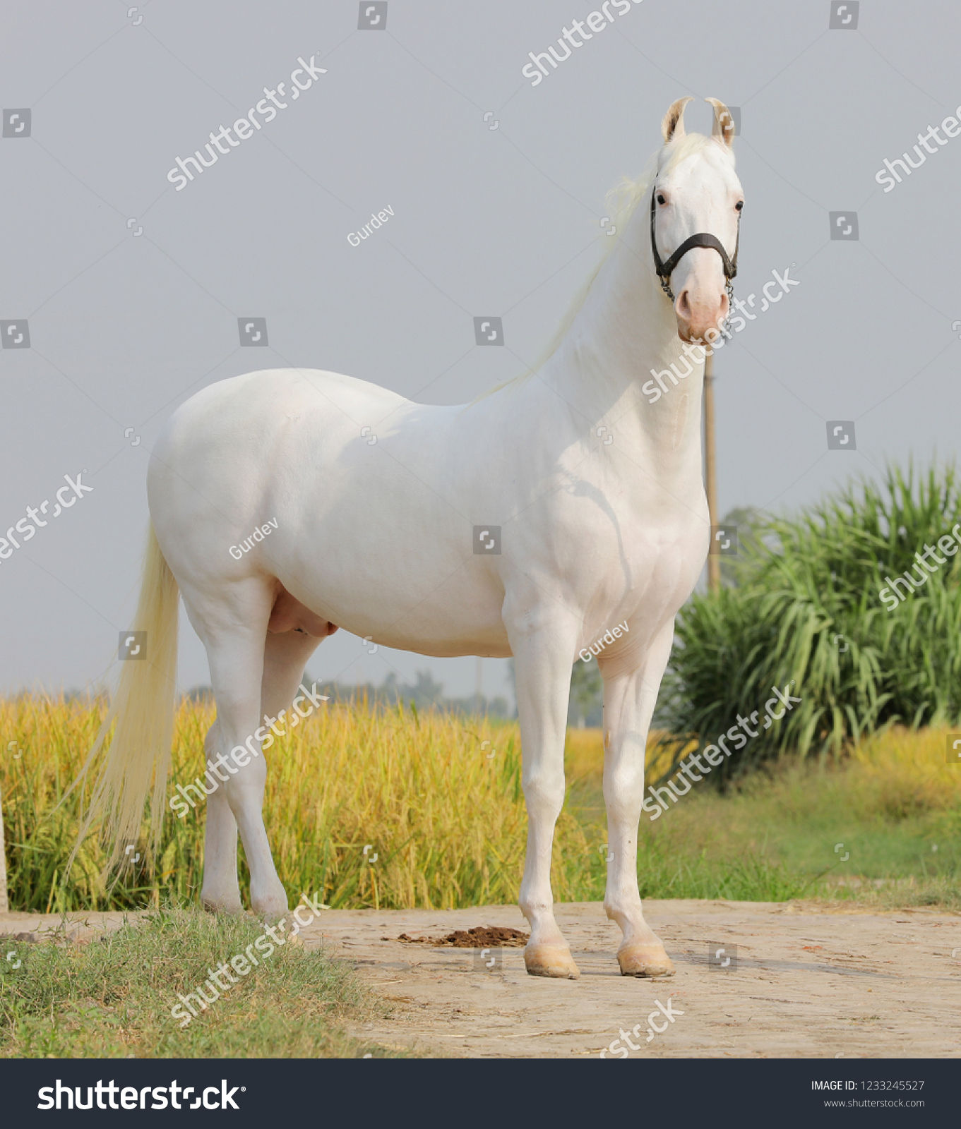 Wallpaper #8h2ULJMBlOZrFDOkIMqE89 Beautiful White Horse Indian Horse Stock Photo 1233245527 Shutterstock