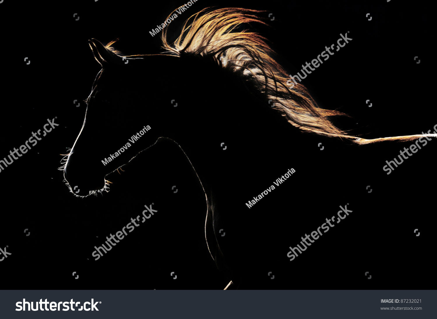 Wallpaper #bWfaEpMBSpphPi3-4_0h244 Horse Black Background Over 132622 Royalty Free Licensable Stock
