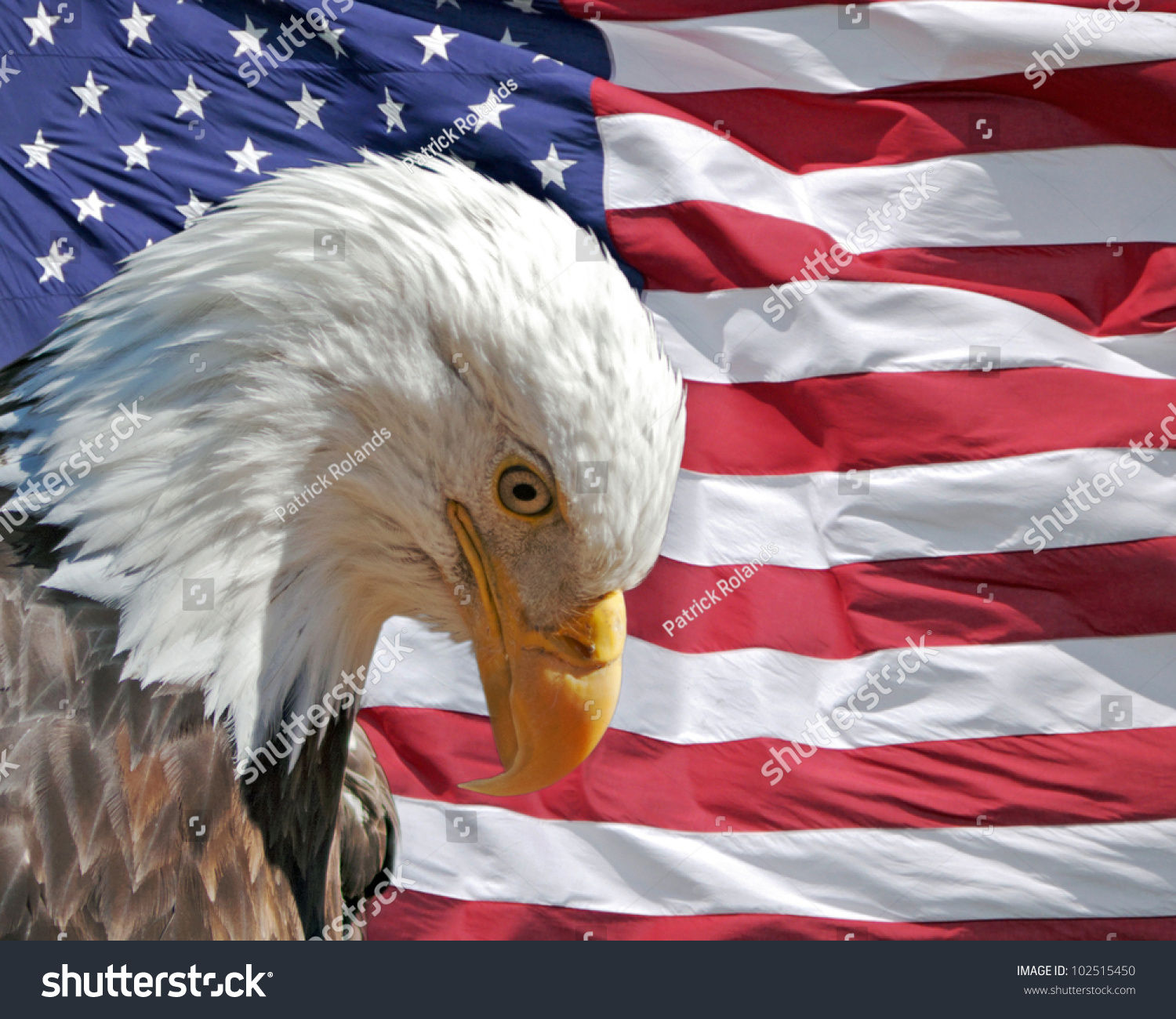 Wallpaper #6ef95 11209 Gier Eagle Images Stock Photos Vectors Shutterstock