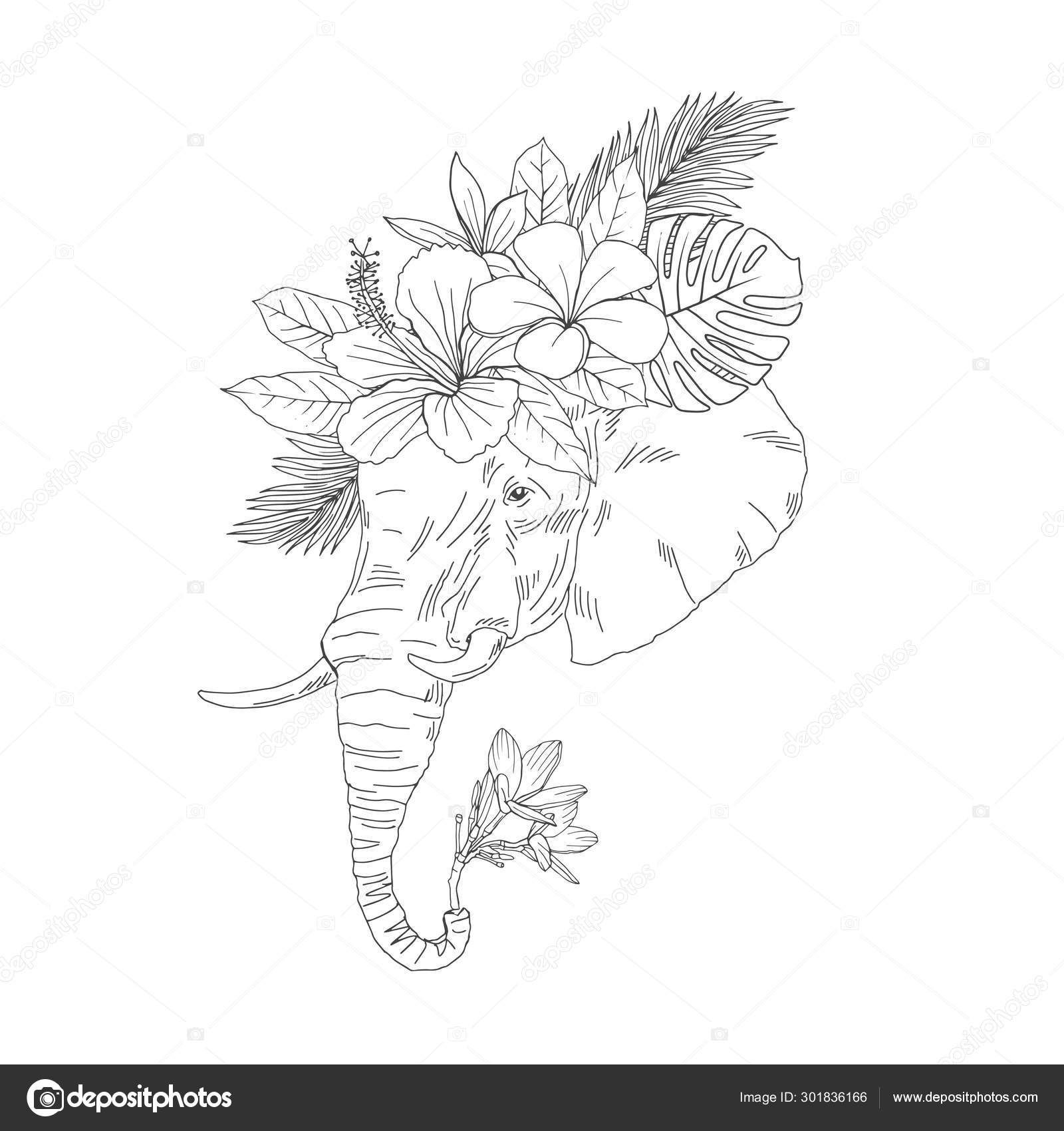 Wallpaper #fULzPJMBOBpx0NhmUcKW344 Elephant Head Side View Outline