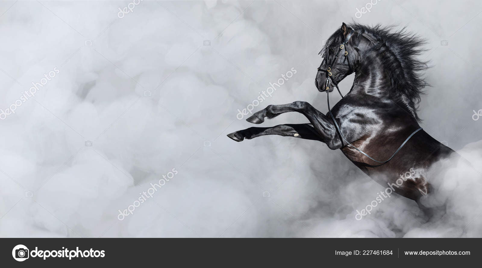 Wallpaper #-2cU-ZIBSpphPi3-KovY121 Rearing Black Horse